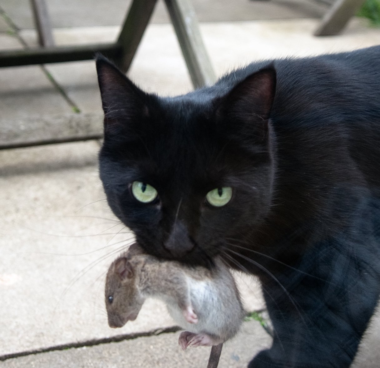 Черная кошка бывает. Кот Крысолов черный. Кошка крысоловка. Чёрный кот с мышью в зубах. Кот с мышью в зубах.
