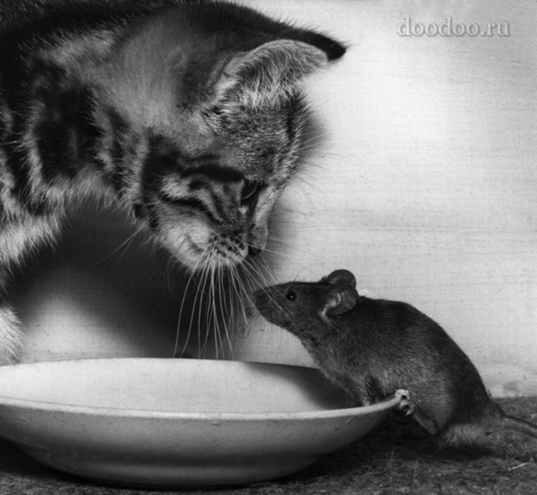 Хоть глупая. Кошки-мышки. Кошка и мышь. Котик с мышкой. Кошка дружит с мышкой.