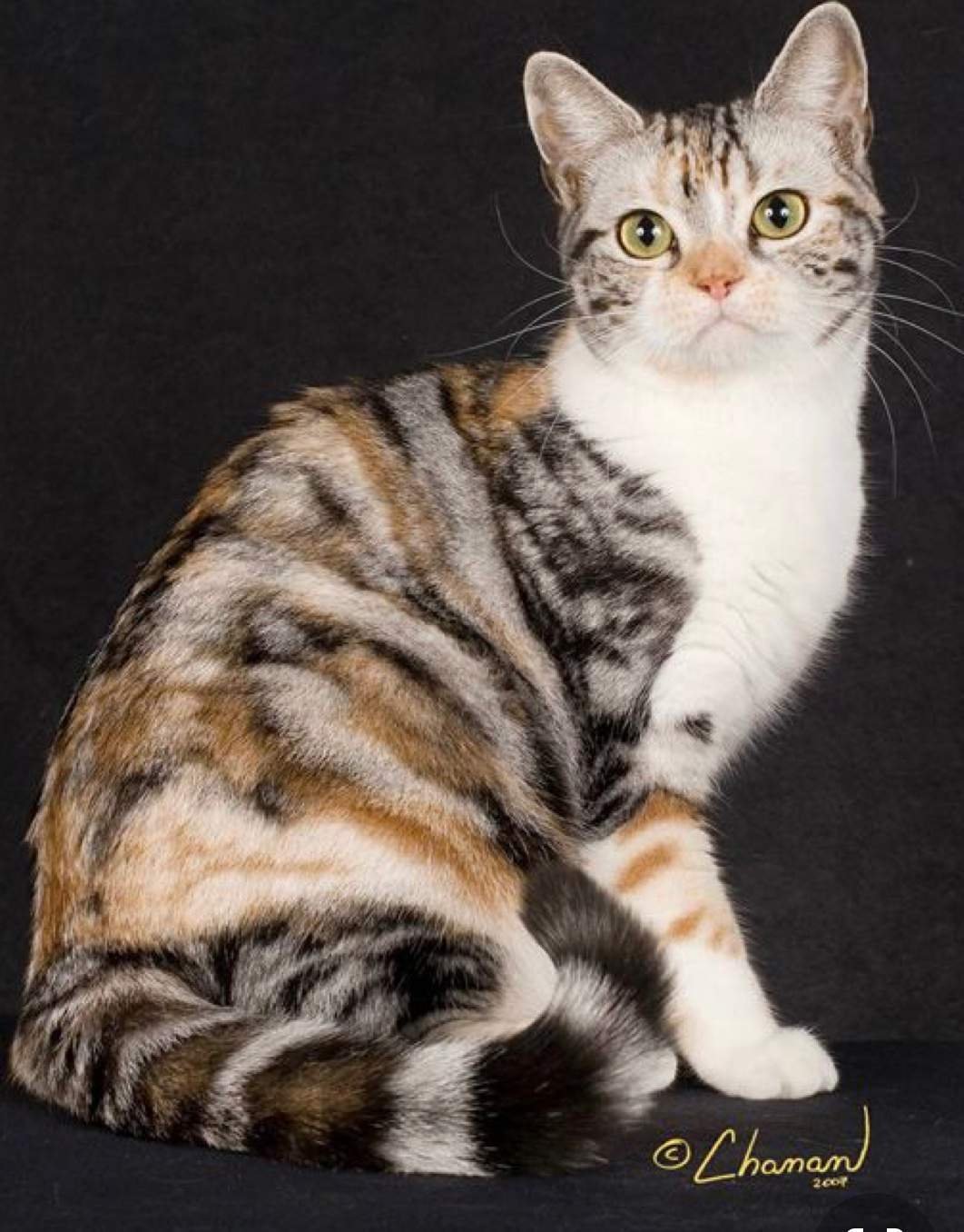 Пестрый окрас породы. Американская жесткошерстная кошка трехцветная. Американская короткошерстная табби. Черепаховый табби окрас кошек. Американская короткошерстная кошка табби.