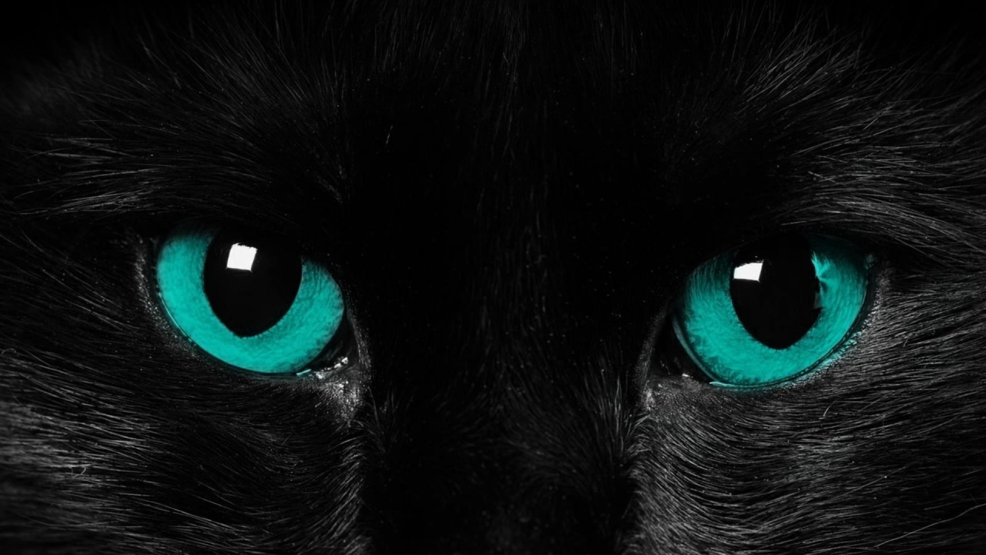 Черный зеленый глазками. Кошачий глаз. Глаза пантеры. Черная кошка с зелеными глазами. Кошачьи глаза на черном фоне.