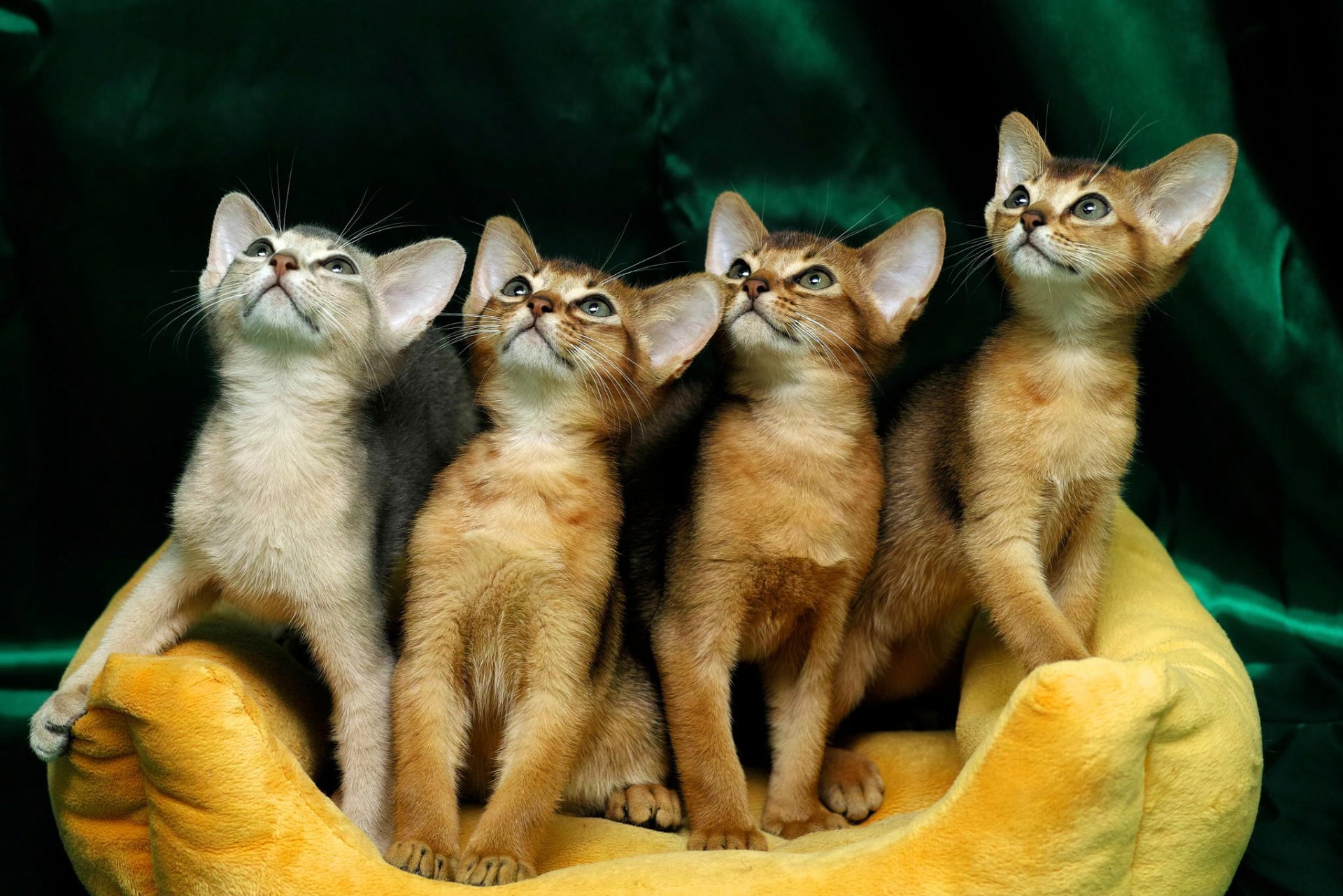 Кошечки захрюкали. Сиамская и Абиссинская кошка. Абиссинский кот. Веселые кошки. Смешные котята.