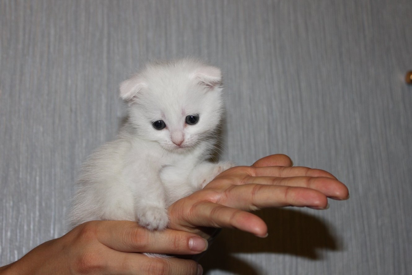 Возьму белую кошку. Белый котенок. Белый котенок в ладошке. Маленький белый котик. Белый котенок на руках.