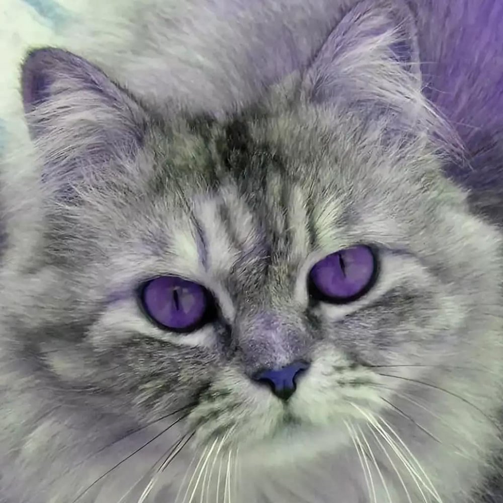Фиолетовый кот видео. Пурпл Кэт. Фиолетовая кошка. Кошка с сиреневыми глазами. Сиреневый котенок.