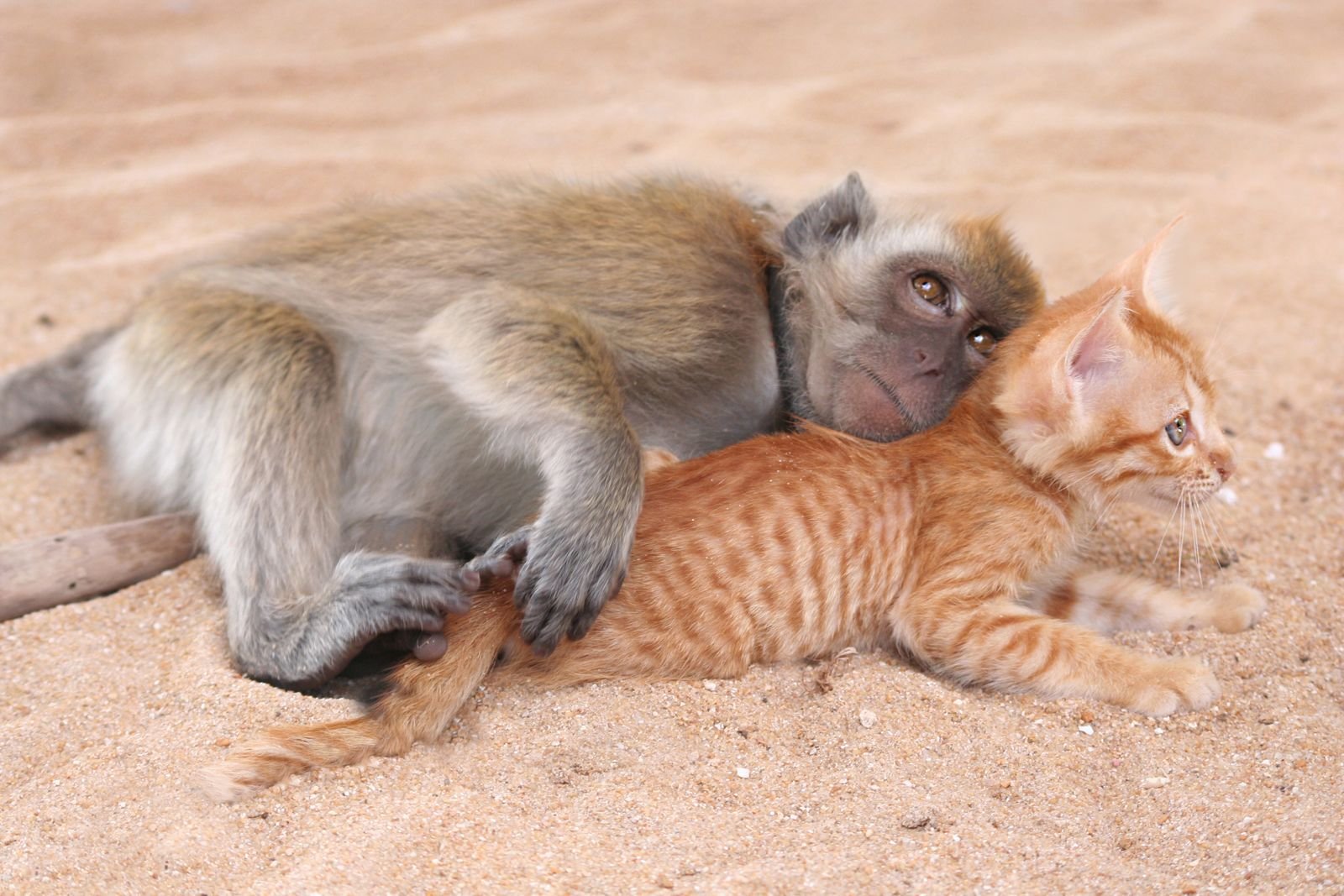 Обезьяна и кот. Животные обнимаются. Обезьянка и кот. Кот целует обезьяну. Приматы и котенок.