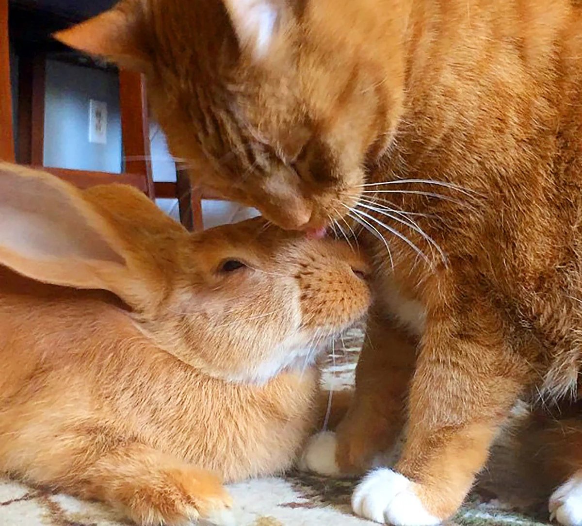 Зайка целует. Кролик. Кот и заяц. Котята и крольчата. Кролик и котик.