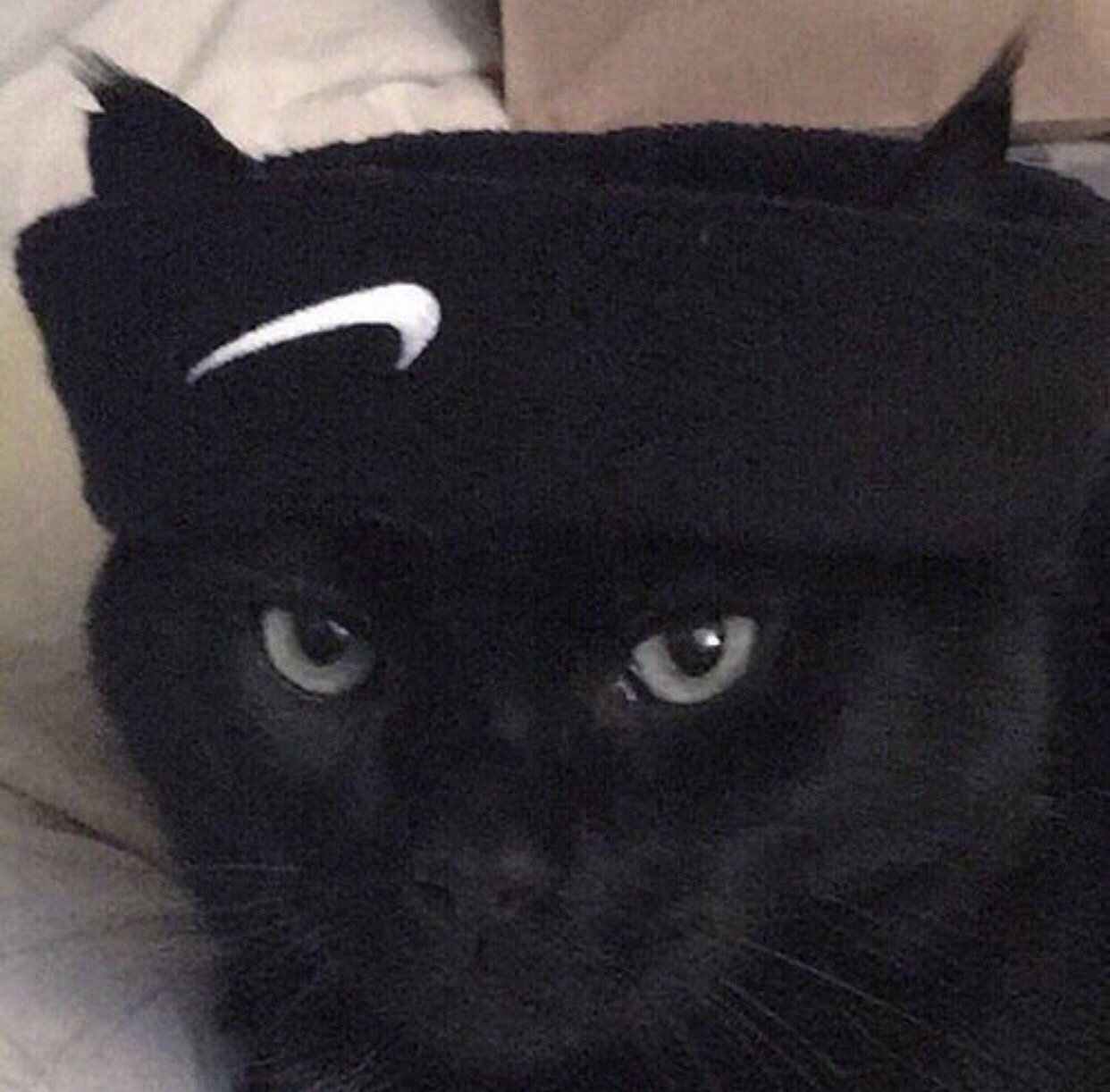 Кот найк. Кот в найке. Кот в шапке. Кот с черной повязкой. Черный кот в шапке.