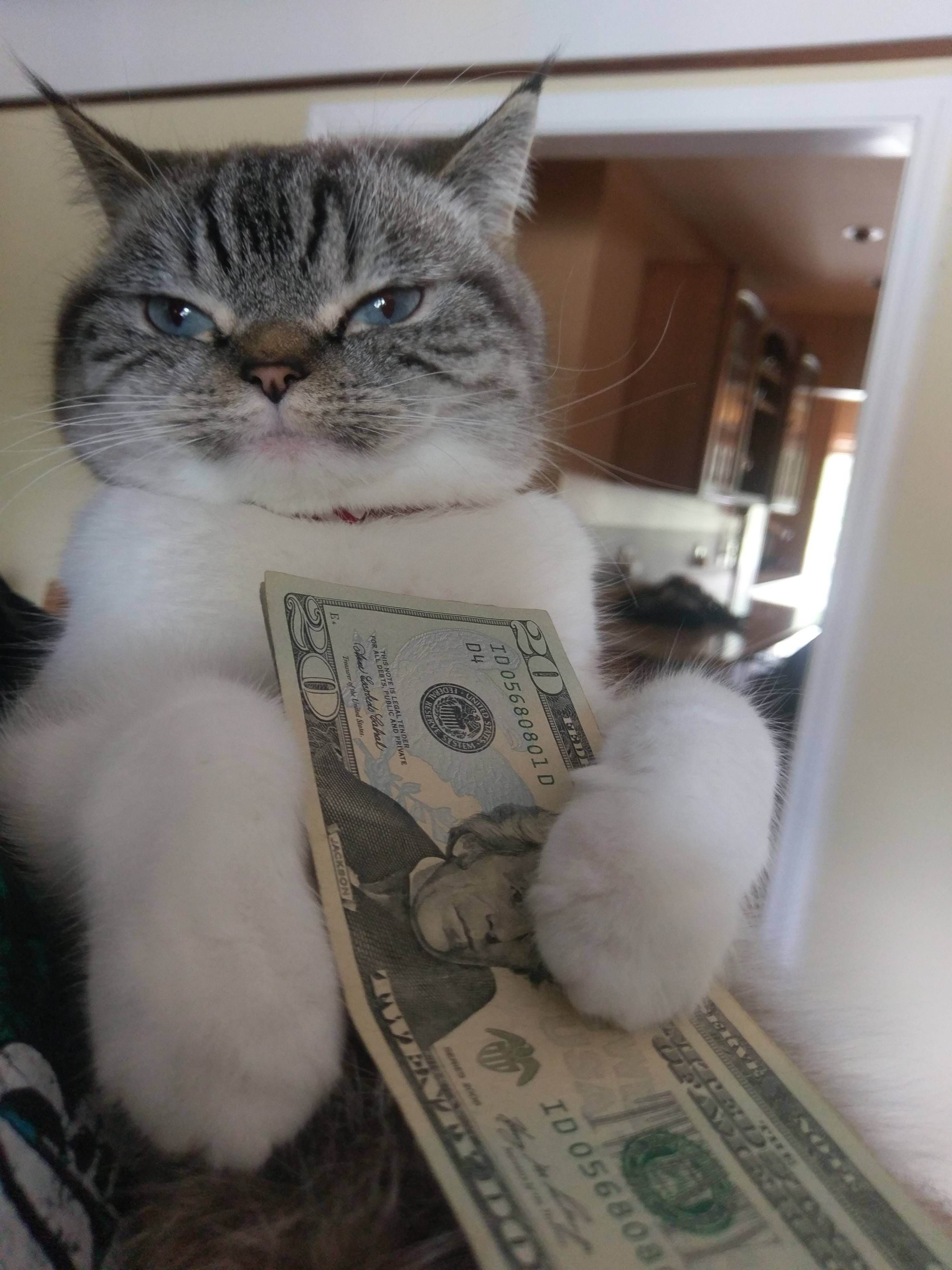 Casino cat official money cat fun. Кошачьи деньги. Кошка с деньгами. Котик с денежкой. Кот с деньгами Мем.