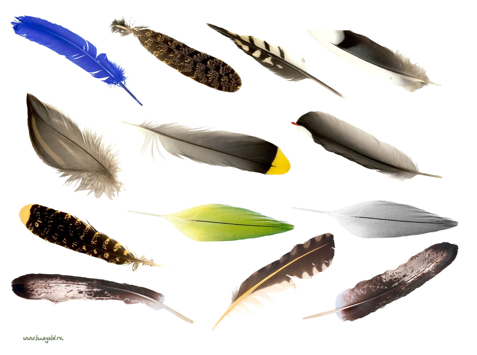 Перо богатства. Перья птиц. Перья разных птиц. Разнообразие перьев птиц. Перья птиц для детей.