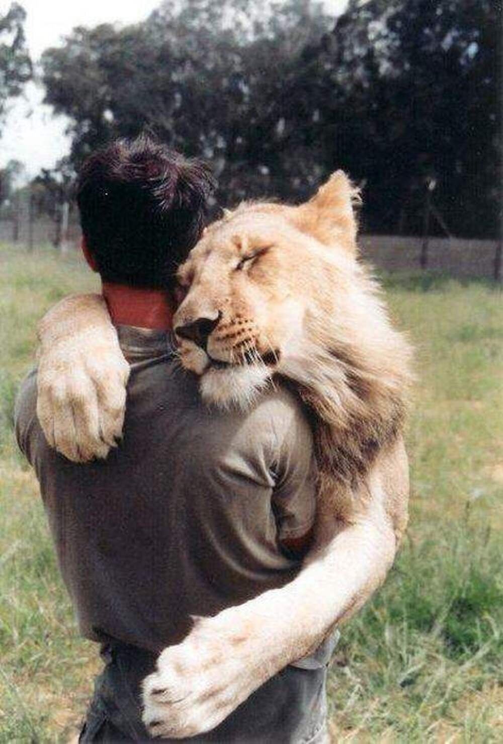 Парень лев какой. Кевин Ричардсон Заклинатель Львов. Лев обнимает человека. Объятия животных. Человек Лев.