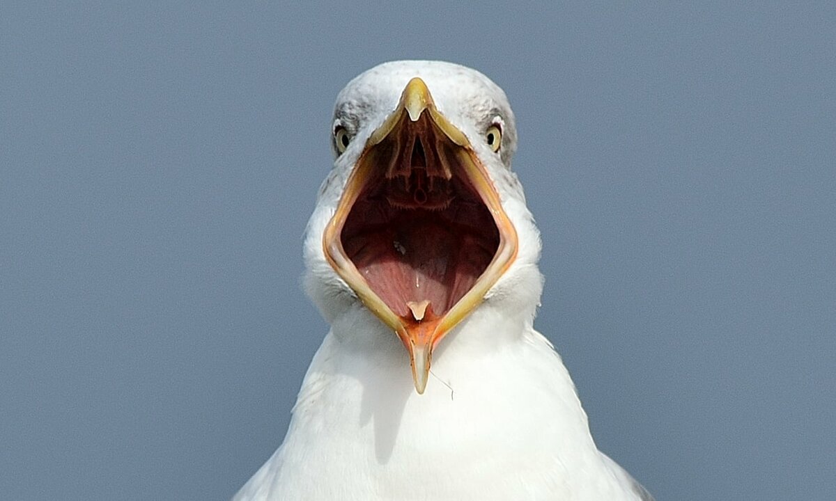 Чайка Seagull. Птица кричит. Орущая птица.