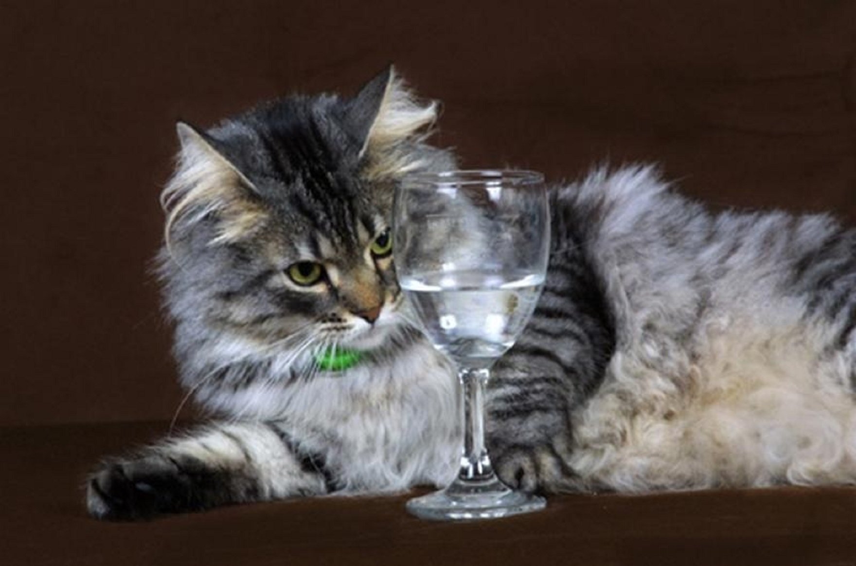 Кошка пьет лапой. Кот с бокалом. Кошка с рюмкой. Коты с рюмками. Кот с бокалом вина.