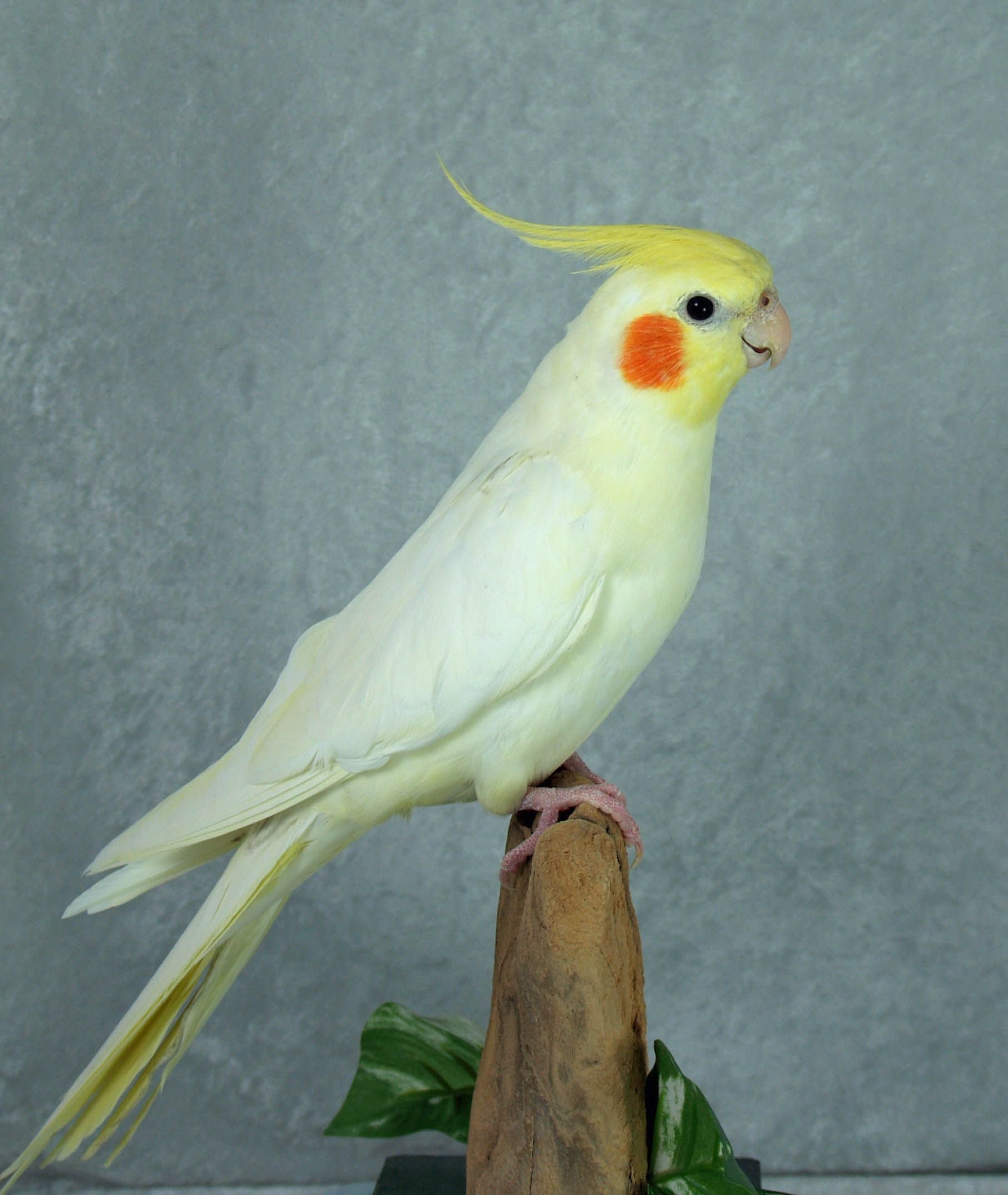 Корелла-нимфа альбинос. Корелла попугай альбинос. Корелла-нимфа домашние попугаи. Cockatiel птица. Корелла нимфа уход и содержание