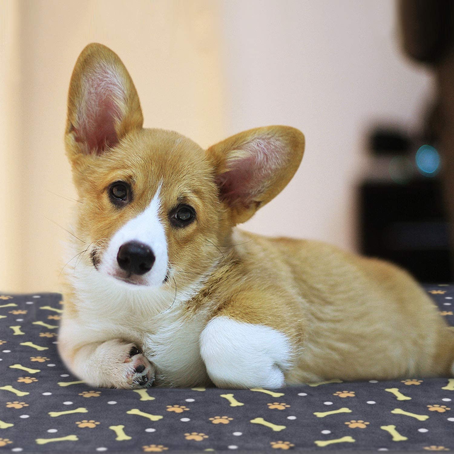 маленькие собаки с большими ушами порода фото