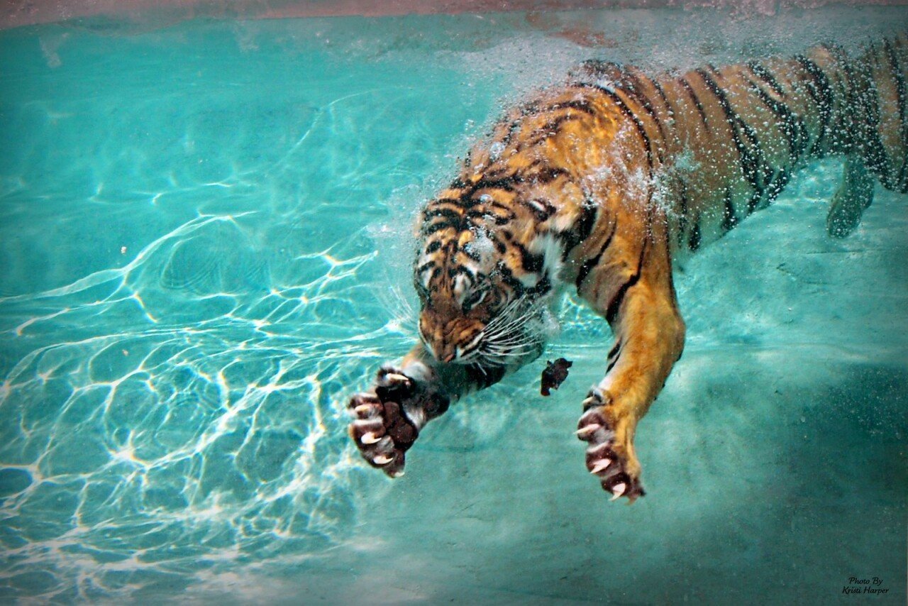 Тигр образует реку. Тигр под водой. Тигр в воде. Когти тигра. Тигр в прыжке.