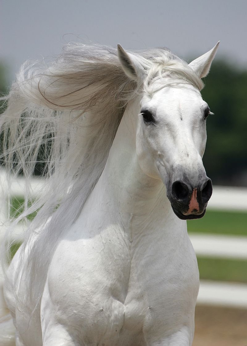 Белая фотка. Белая лошадь. Красивый белый конь. Красивая белая лошадь. Белоснежная лошадь.