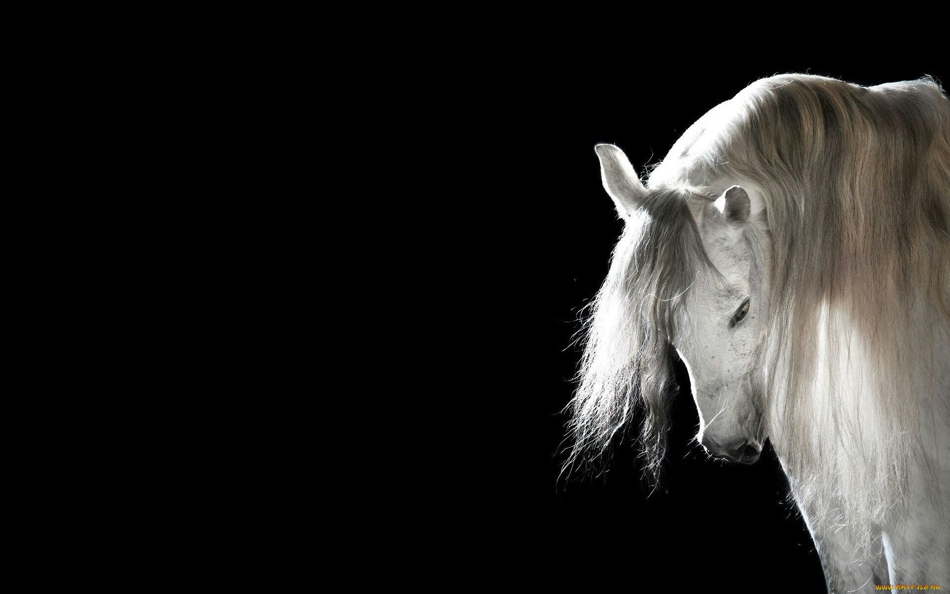 Лошадь на черном фоне. Белая лошадь. Белая лошадь на черном фоне. Белый конь на черном фоне.