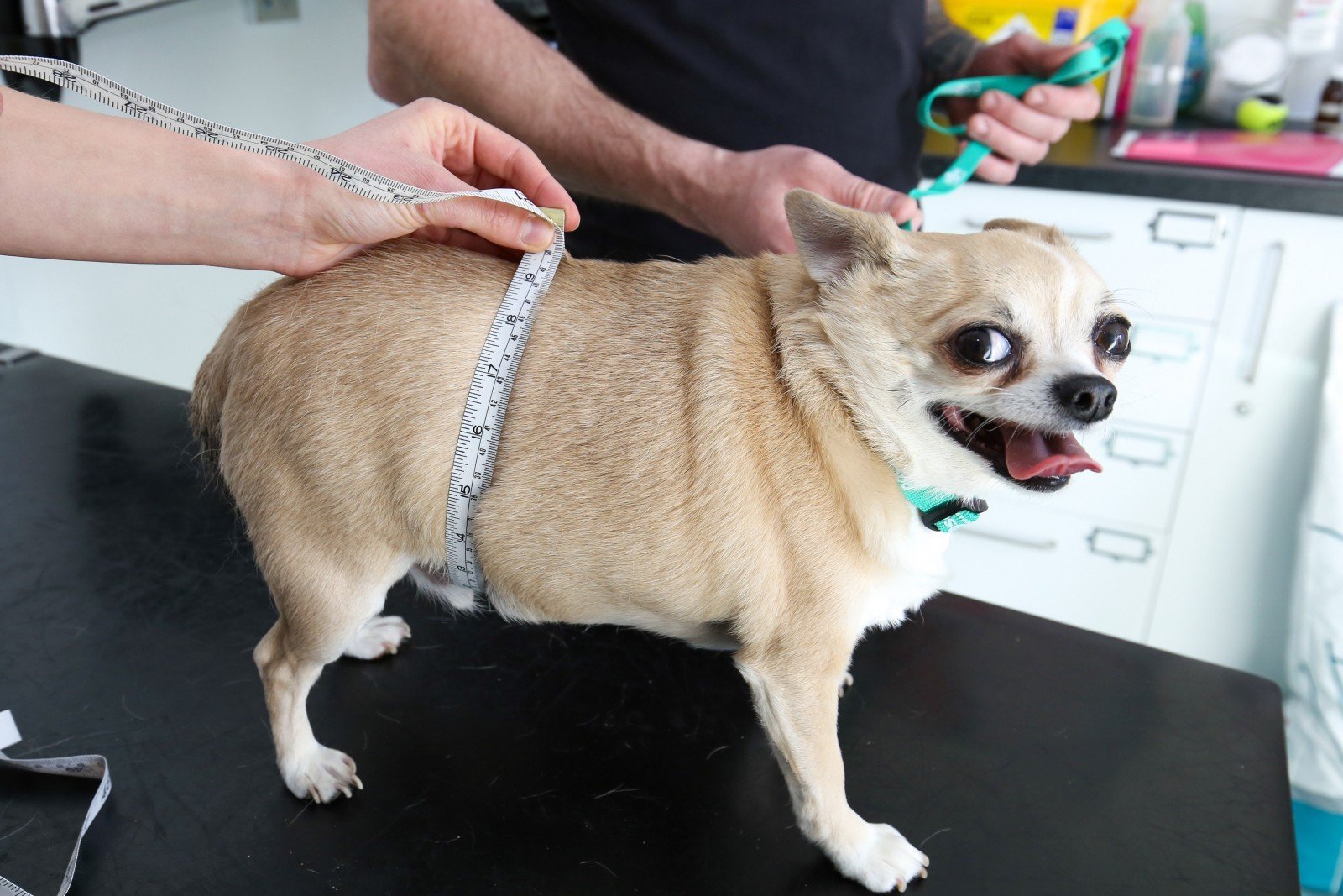 Собаки весом до 4 кг. Собака чихуахуа толстая. Ожиревший чихуахуа. Толстая чихуа чихуахуа. Чихуахуа переросток.