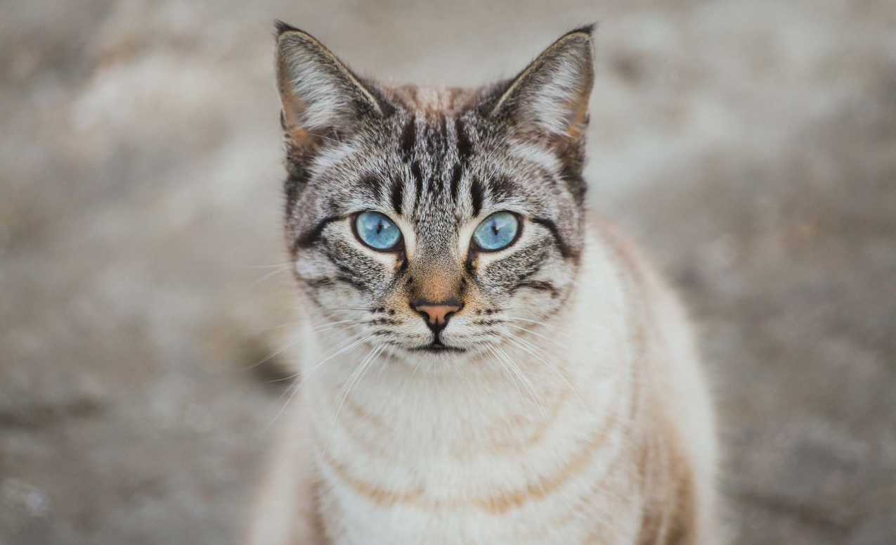 Породы котов с голубыми глазами. Порода Охос азулес. Охос азулес кошка. Порода кошек Охи. Озулес. Алтайская голубоглазка Охос азулес.