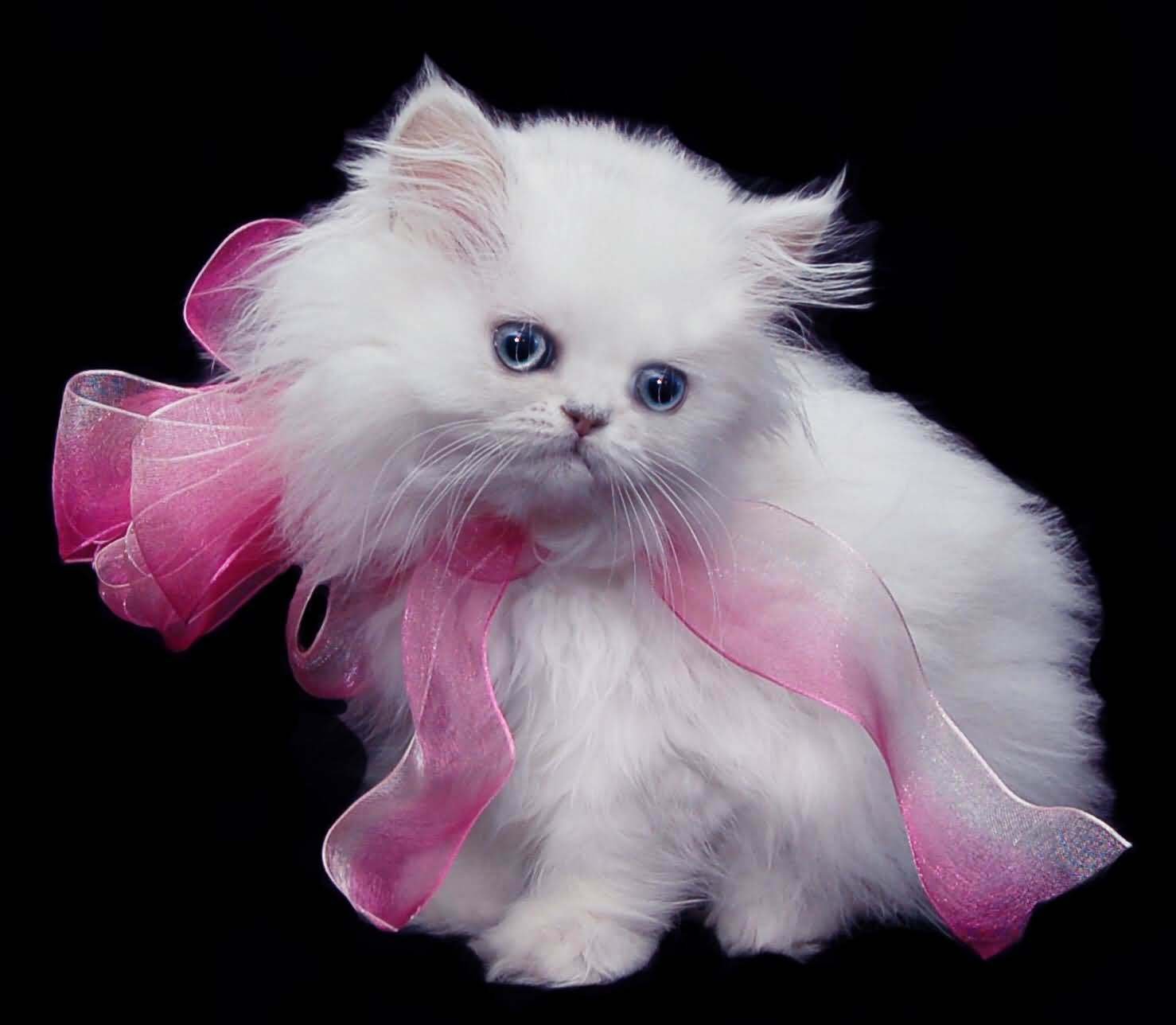 Кошечка с бантиком. Персиан Кэт. Красивые котята. Котенок с бантиком. Персидские коты.