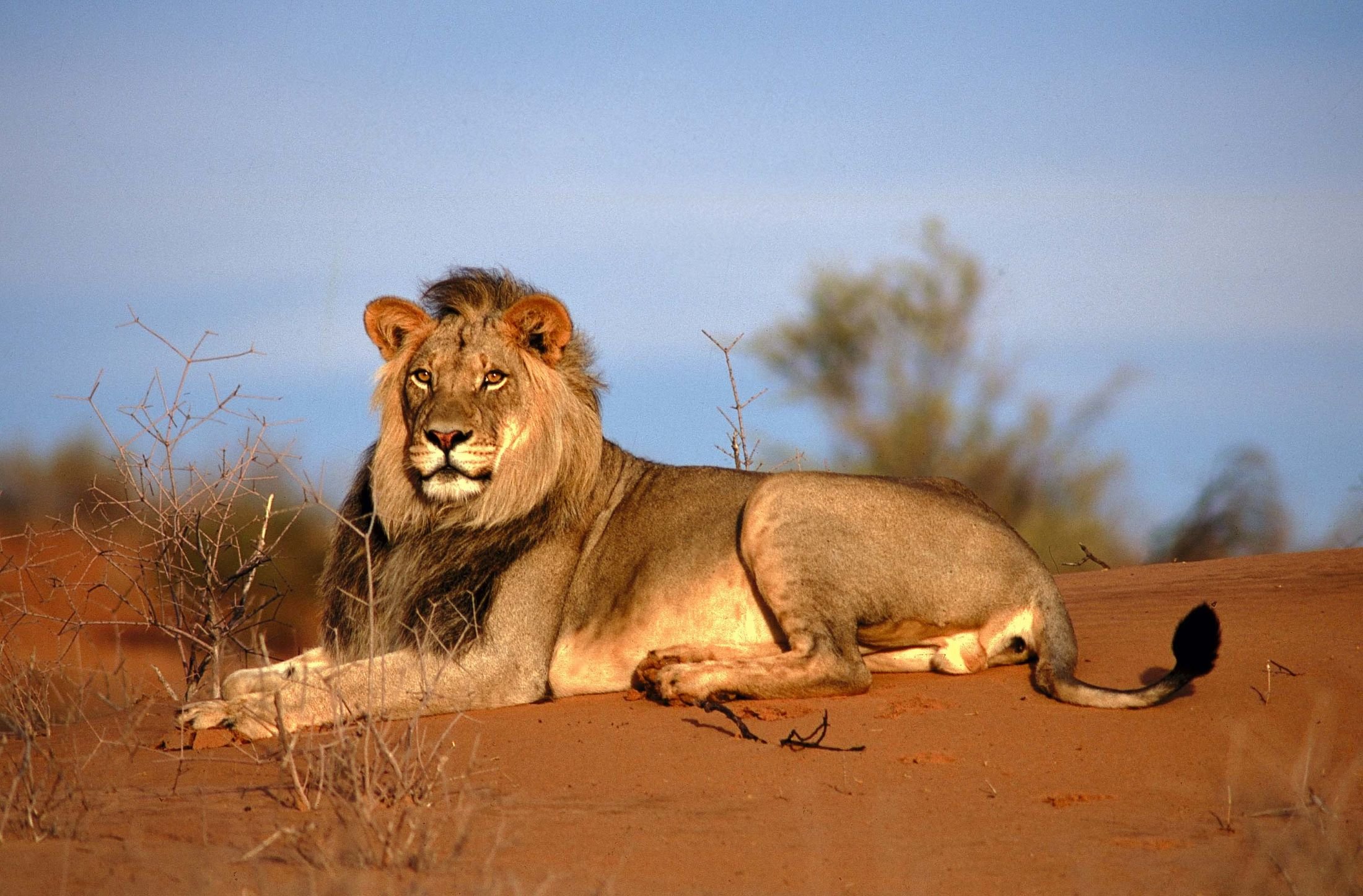 Лев какое млекопитающие. Африканская Саванна Лев. Животные Африки саванны Африки Лев. Львы в саванне. Лев Калахари.
