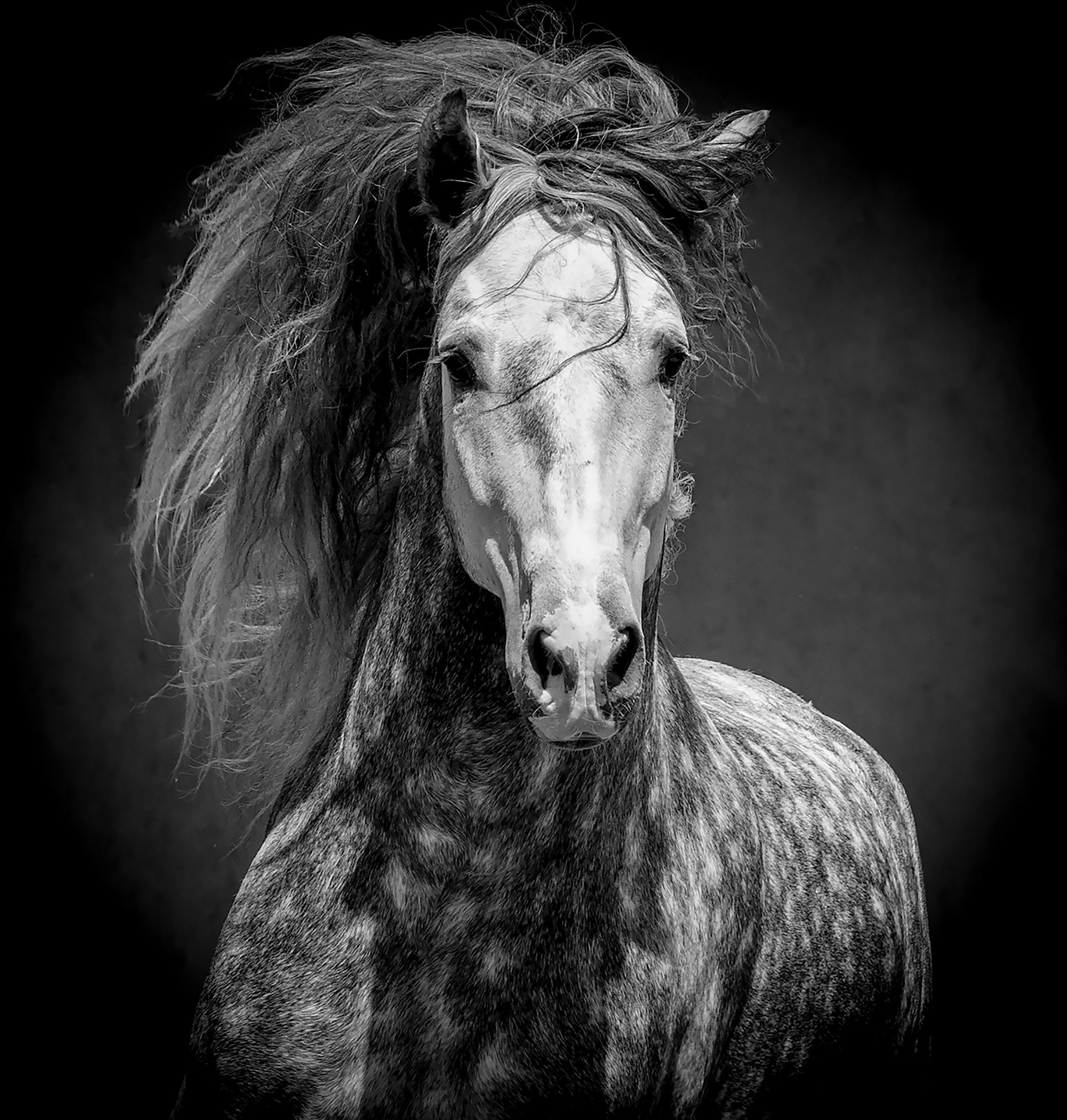 Лошадка черно белая. Лошадь черно белая. Черный конь. Красивые черно белые лошади. Лошадь ч б.