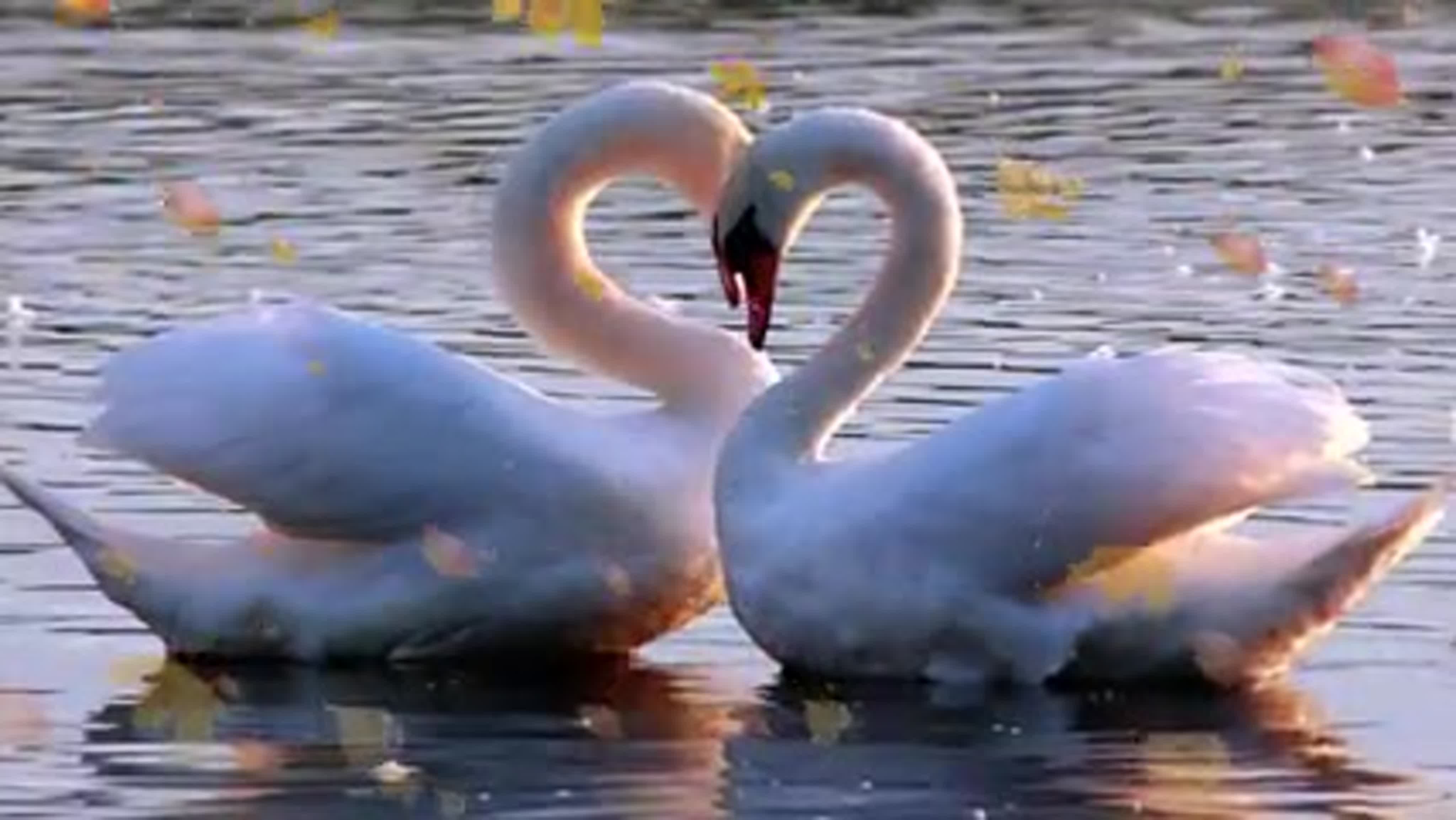 Любовь лебедей видео. Влюбленные лебеди. Любовь и лебеди. Лебеди сердечком. Пара лебедей.