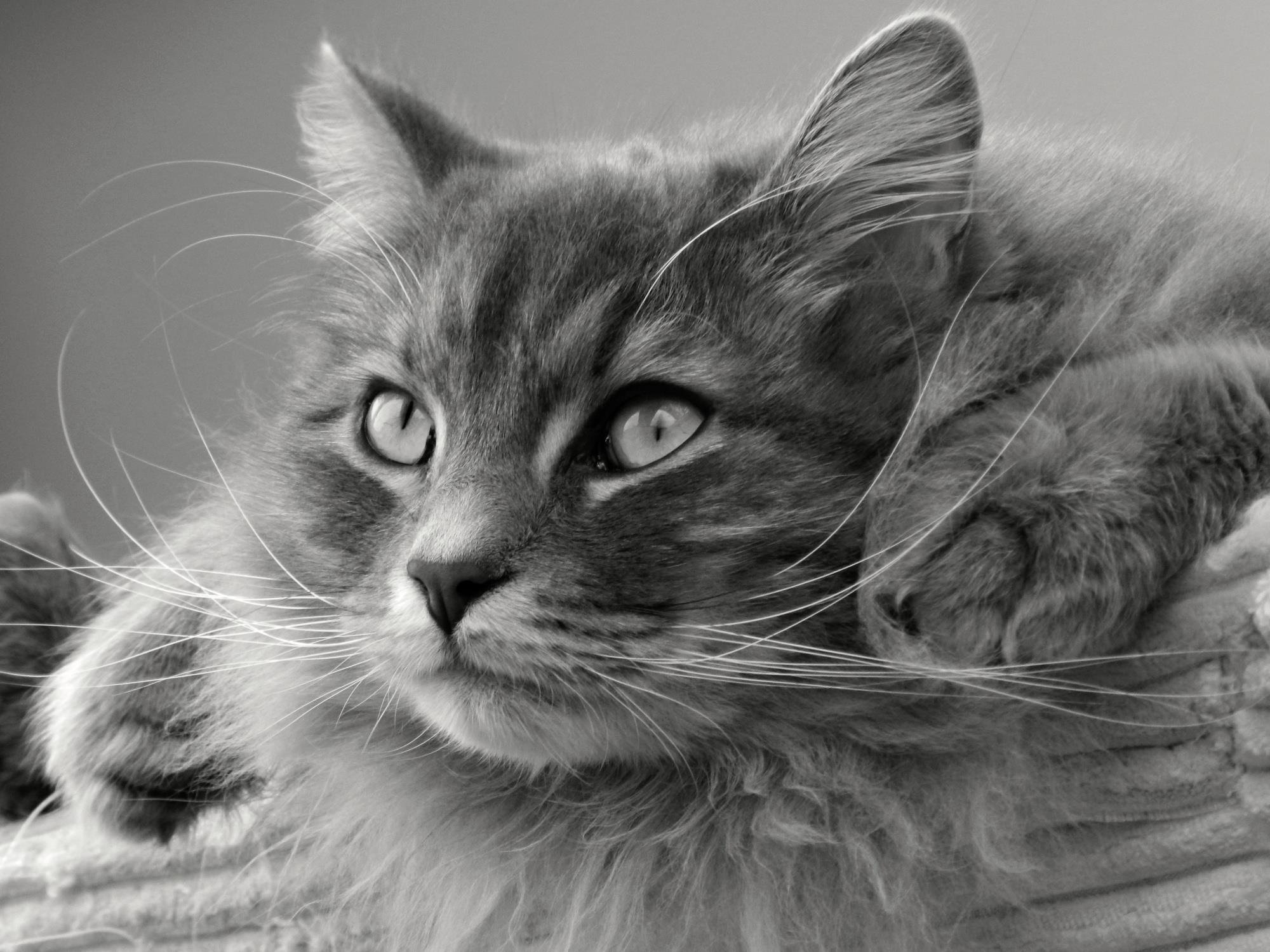 Шерстка. Кошка. Сибирская кошка. Пушистый кот морда. Фотообои серый кот.