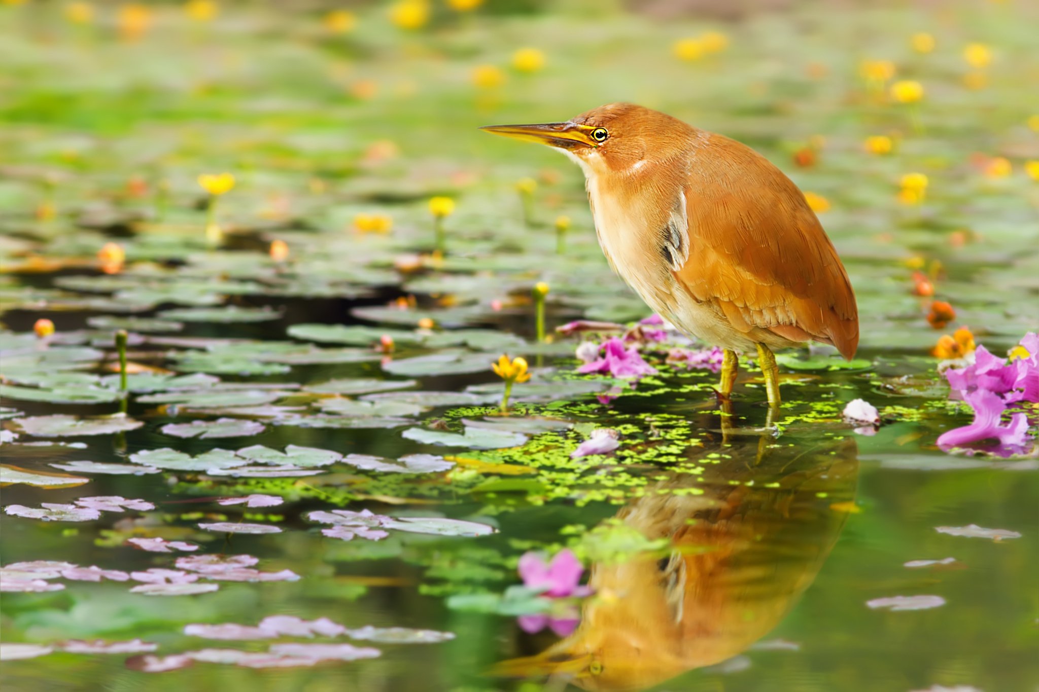 Птичка вода. Птицы летом. Птицы на болоте. Живая природа. Природа птички.