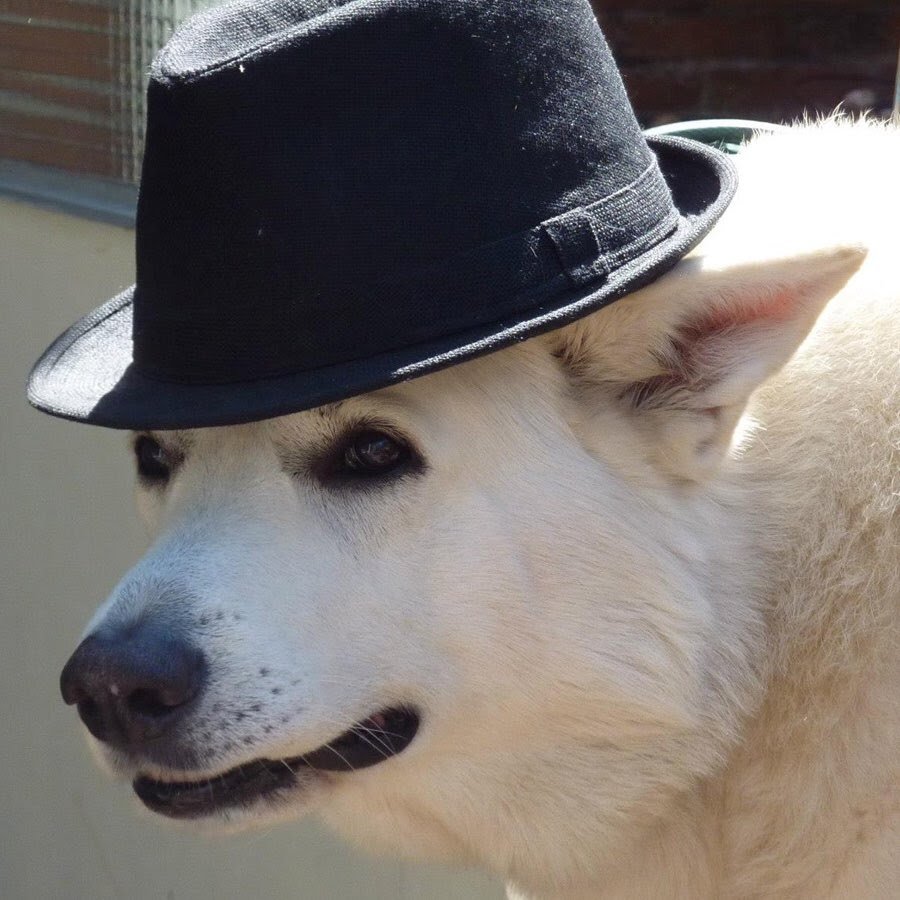 Пес шляпа. Собака в шляпе. Пес в шляпе. Собака в шляпе Мем. Шляпки для собак.