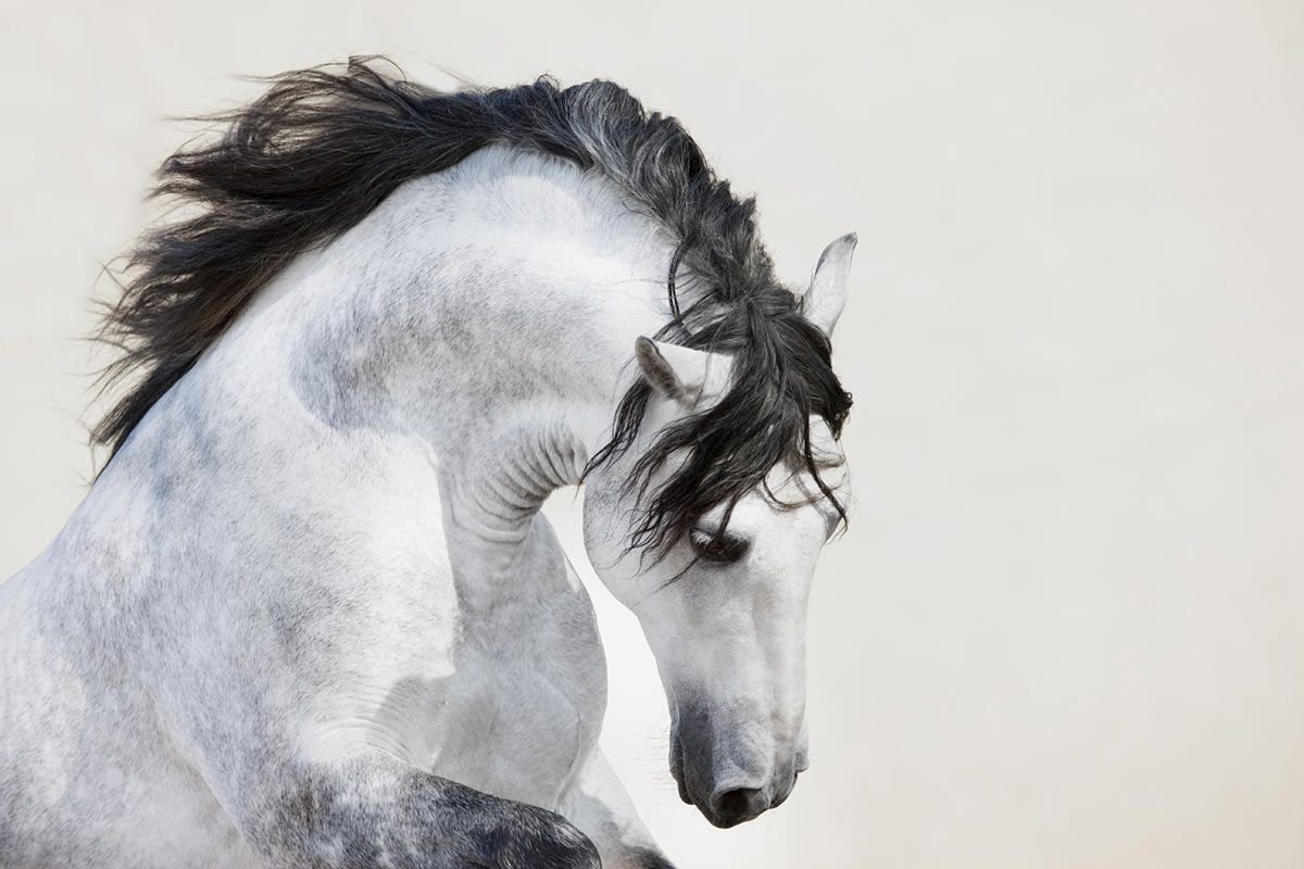 Конь с черной гривой. Андалузская лошадь белоснежная. Красивые морды лошадей. Лошадь с развевающейся гривой. Белая лошадь с черной гривой.