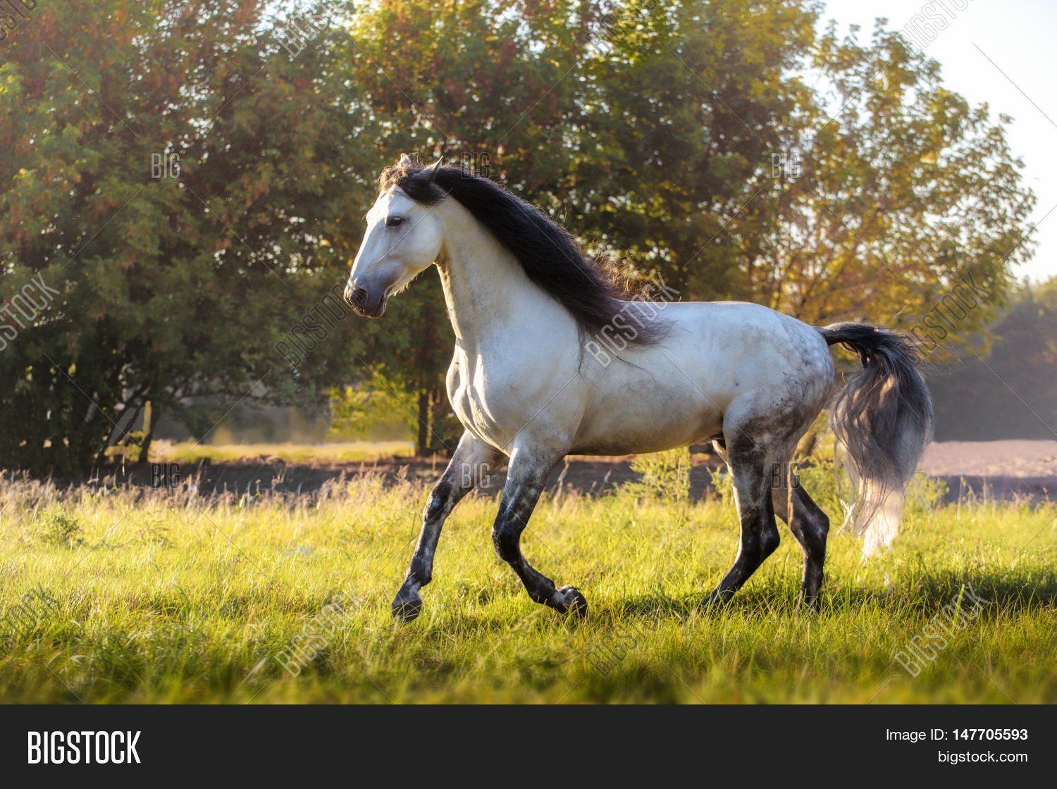 Конь с черной гривой. Андалузская лошадь белая. Андалузская лошадь Буланая. Андалузская лошадь гнедая. Андалузская лошадь серая.