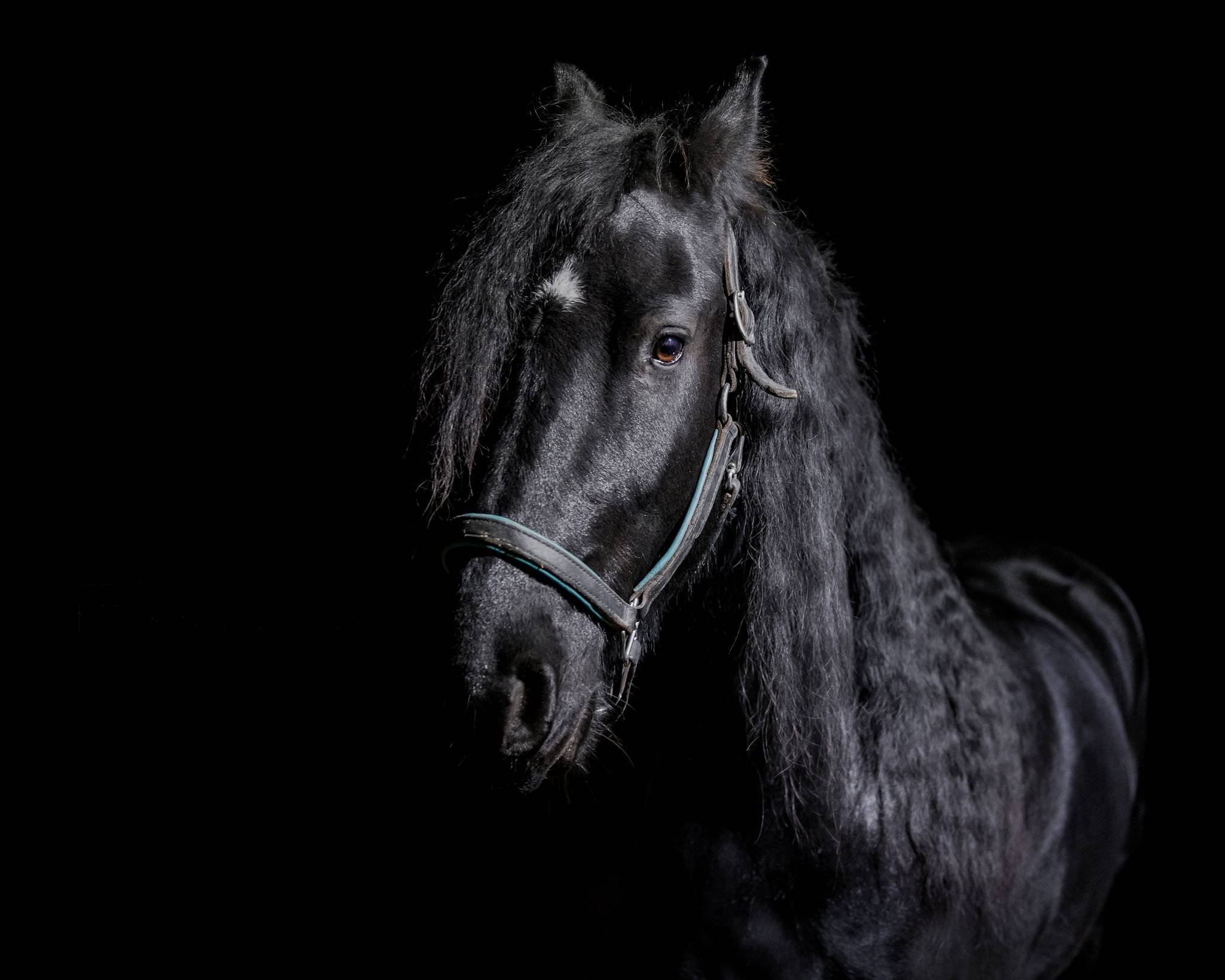Лошадь на черном фоне. Фриз Фризская лошадь. Цыганская Вороная лошадь. Черный конь. Красивый черный конь.