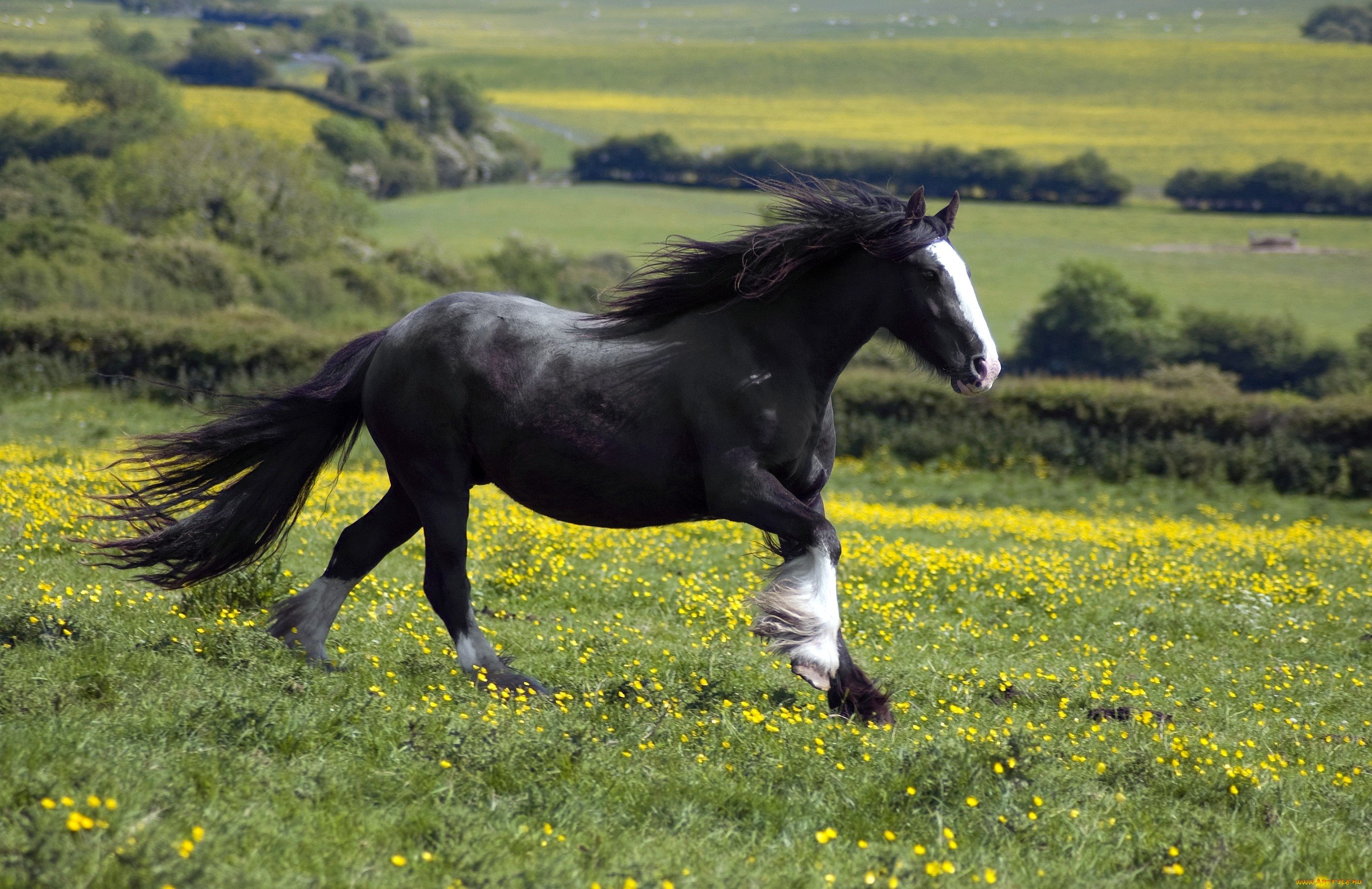 Конь с черной гривой. Лошади. Черный конь с белой гривой. Белая лошадь с черной гривой. Лошадь с черной гривой.