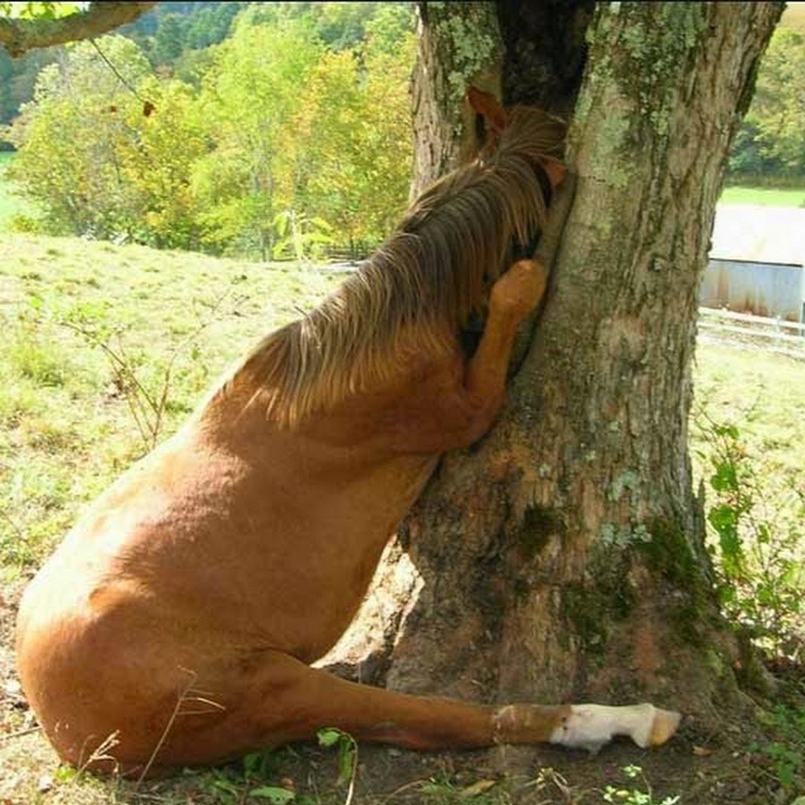 Коня жалко. Уставшая лошадь.