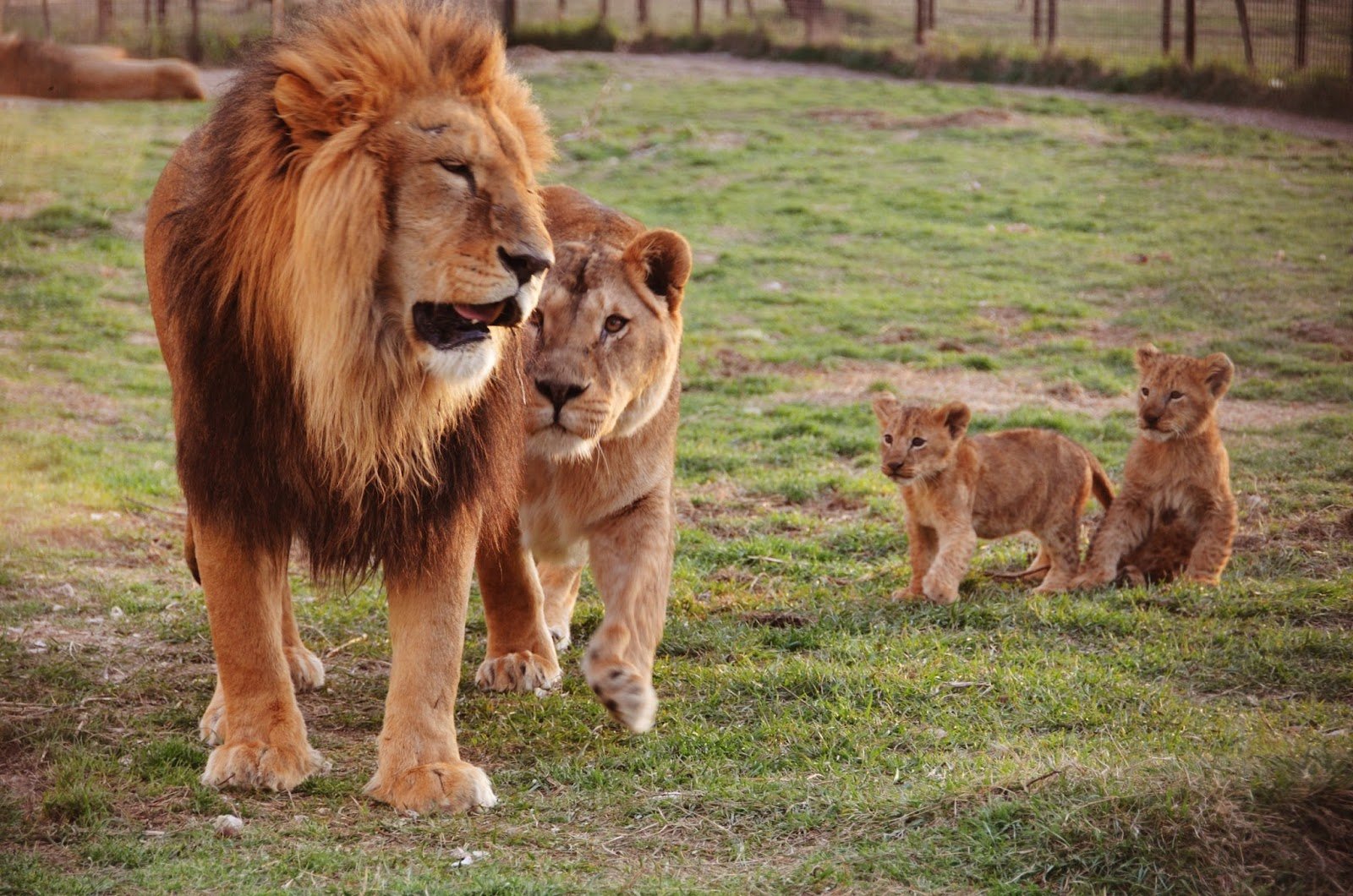 фото 2 львов