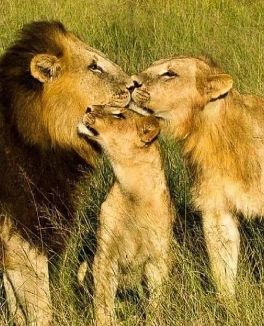 Лев какое семейство. Лев львица и Львенок семья. Лев львица и Львенок. Семья Львов. Львиная семья.
