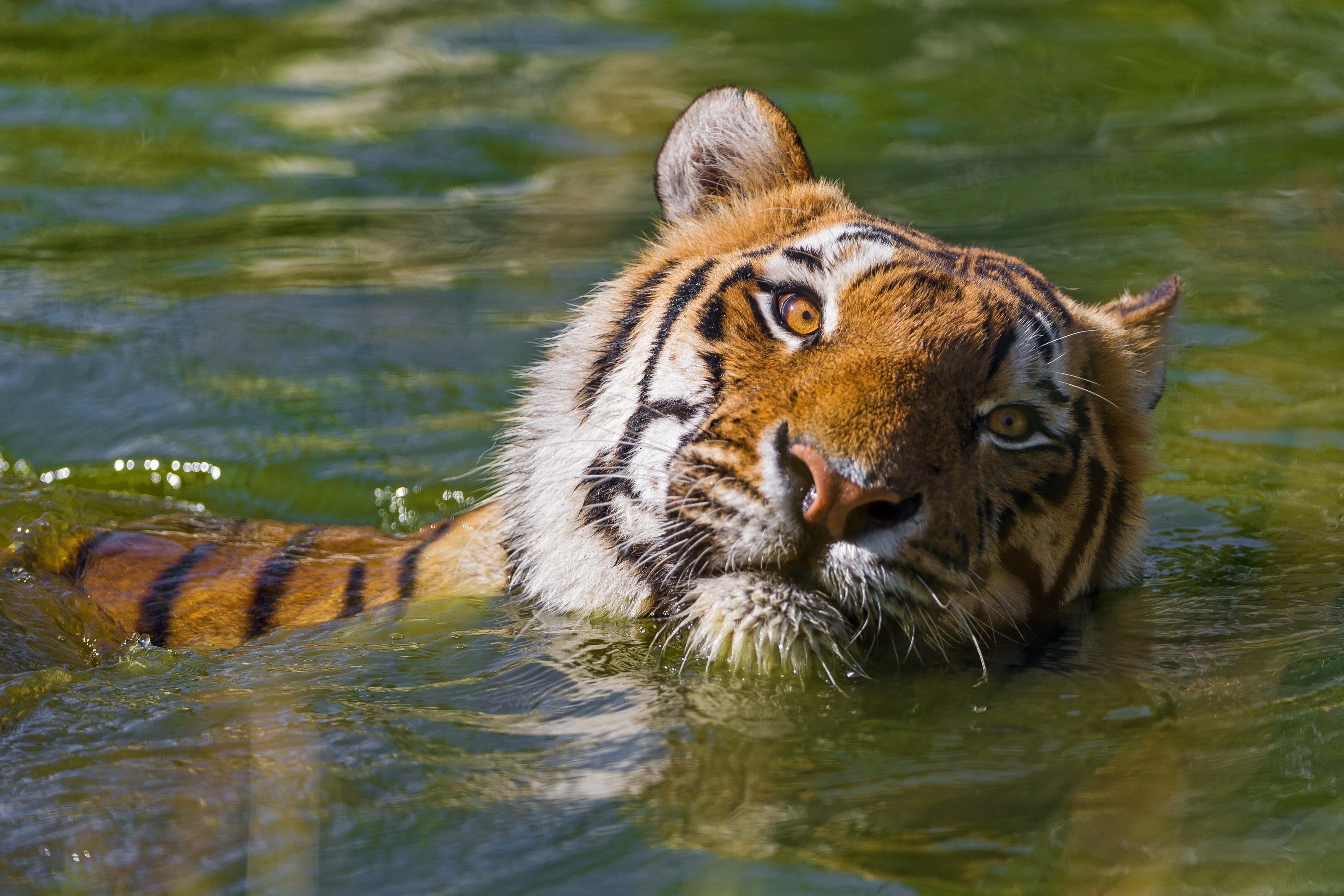 Тигр образует реку. Водяной тигр аипа. Амурский тигр плавает. Манул и Амурский тигр. Тигр в воде.