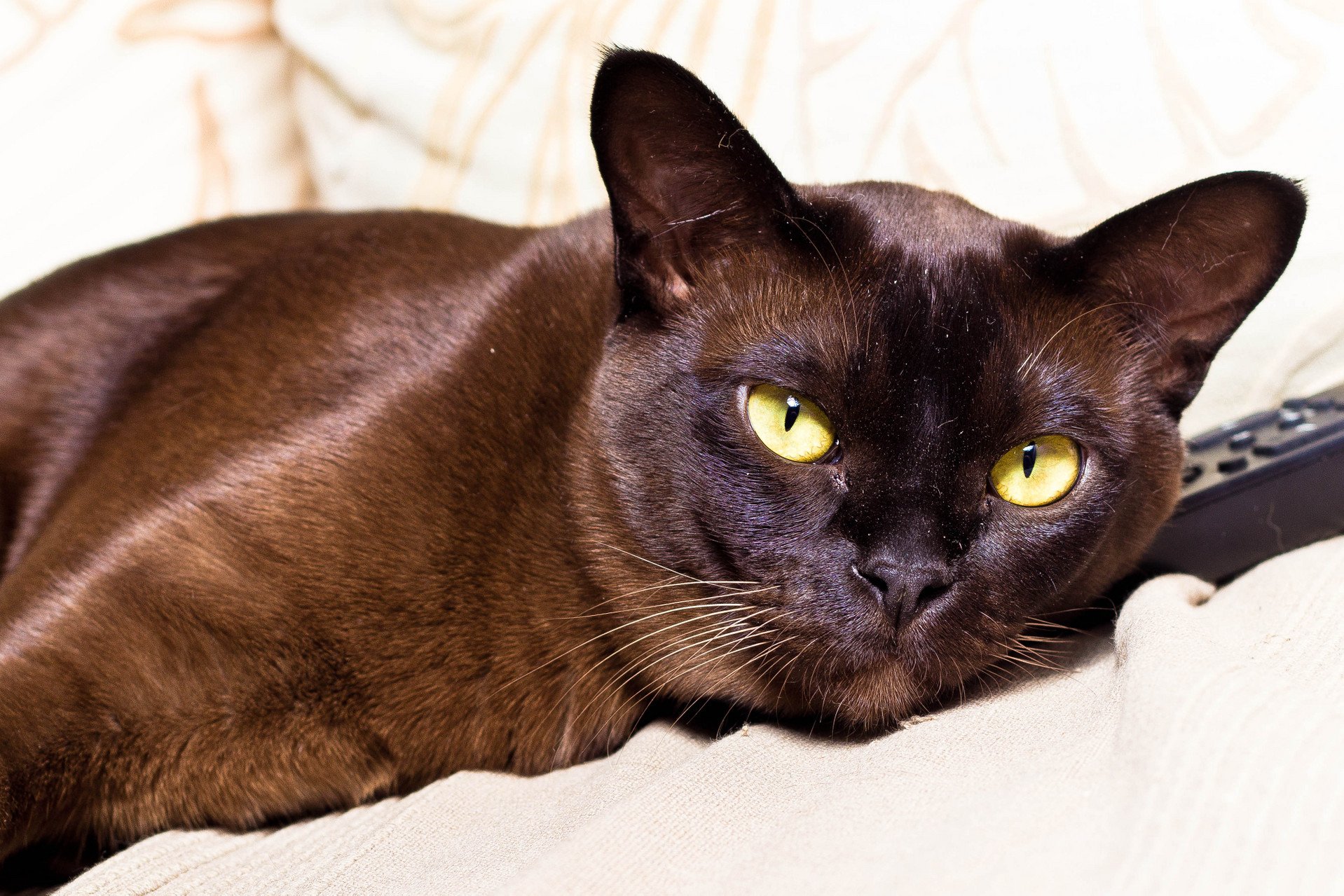 Кот черно шоколадный. Порода кошек Бурма. Бурманская короткошерстная кошка. Европейская Бурма. Шотландская Бурма.