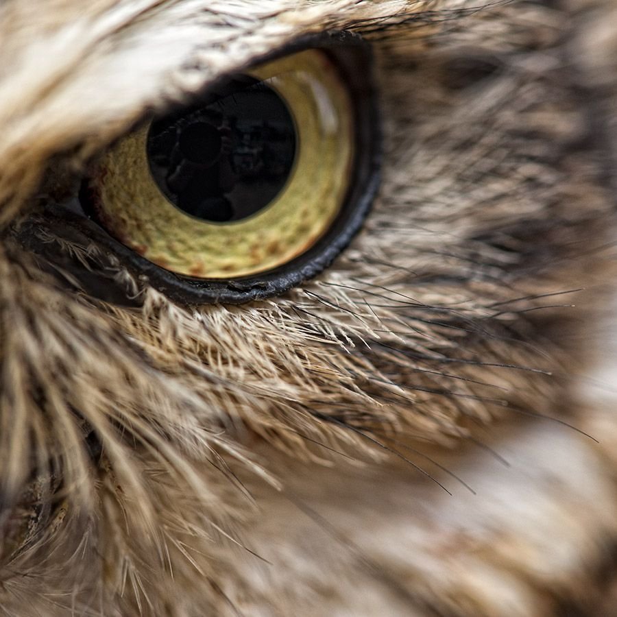 Птичьи глазки. Глаз птицы. Глаза Совы. Зрачок Совы. Глаза животных.