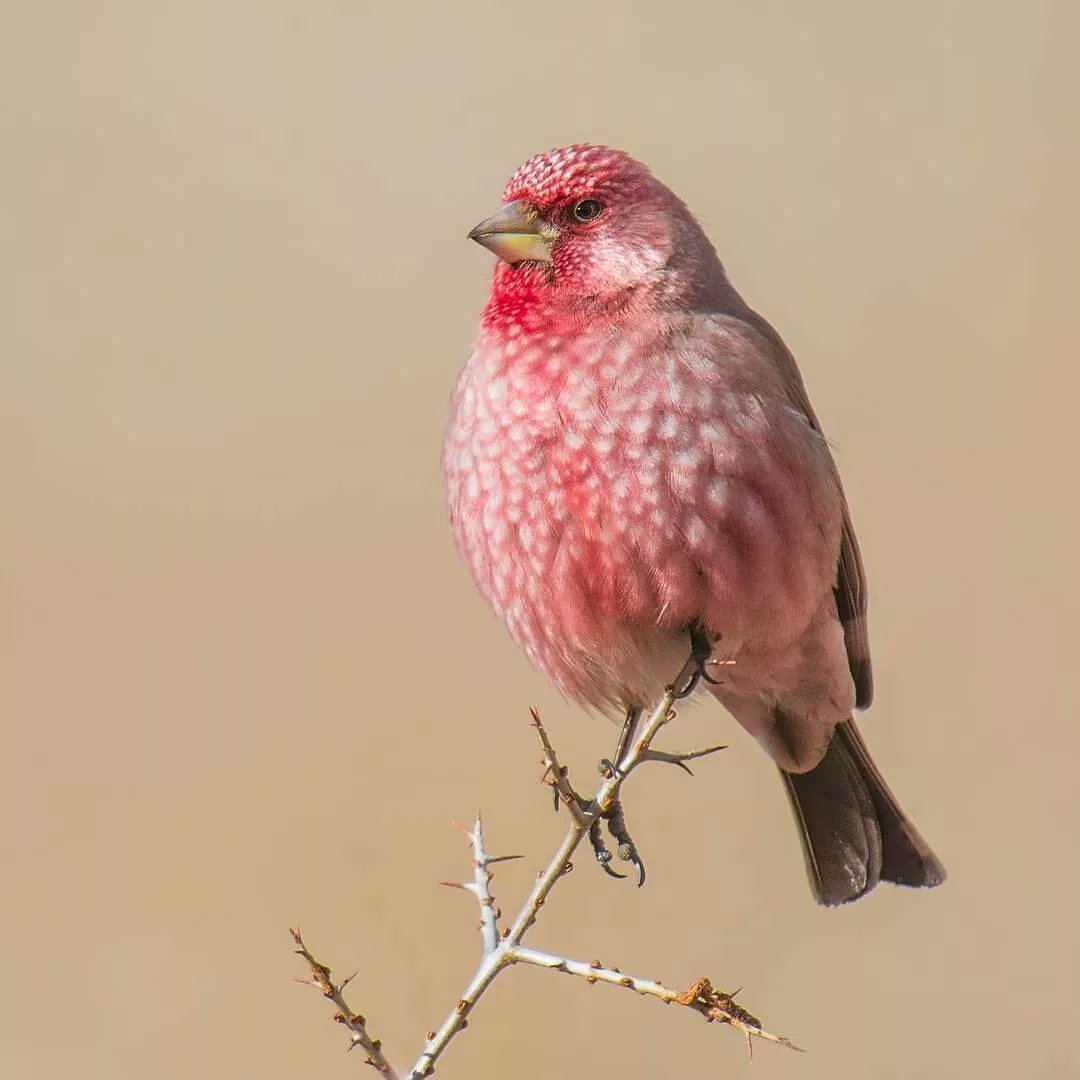 Серо розовая птичка. Rosefinch птица. Розовый Зяблик. Малиноаогоудая петроика. Розовогрудая петроика.