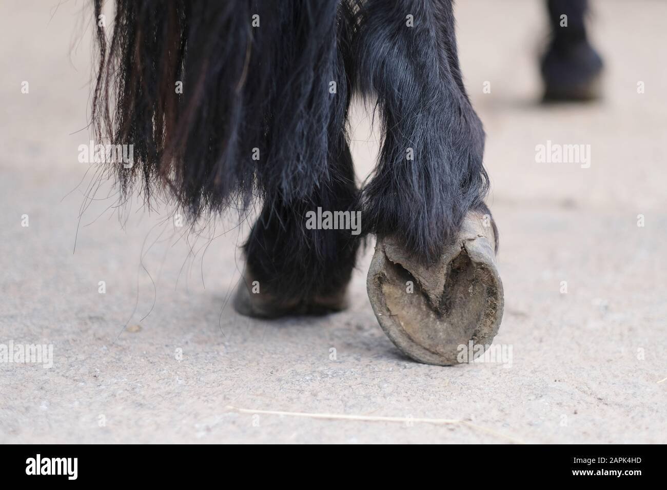 волосатая нога лошади фото 1