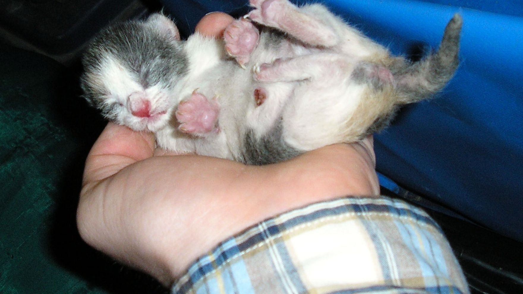 Вес новорожденного котенка. Новорожденные котята. Новорожденный котенок.