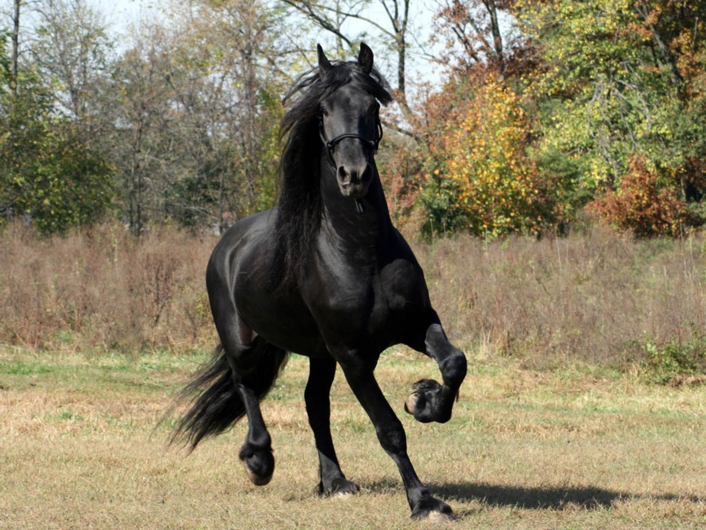 Черный конь песня