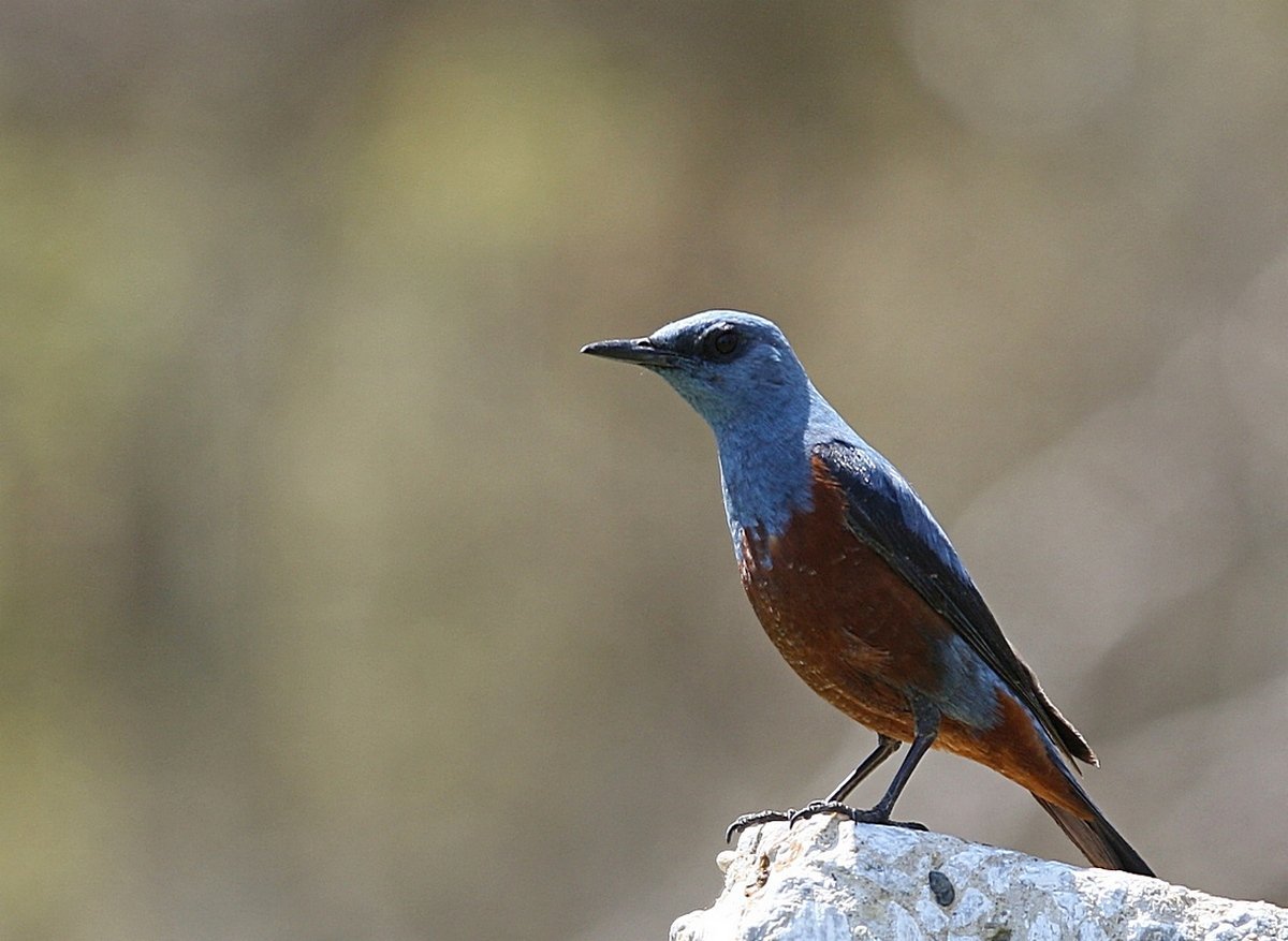 Синяя птица памира. Синий каменный Дрозд Приморский край. Monticola solitarius. Синий каменный Дрозд птица. Синяя птица в горах Памира и Тянь-Шаня.