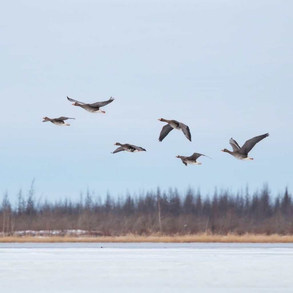 Перелетные птицы явление природы. Перелетные птицы Якутии. Перелетные птицы Якутии на якутском. Мигрирующие птицы Якутии. Лебеди в Якутии.