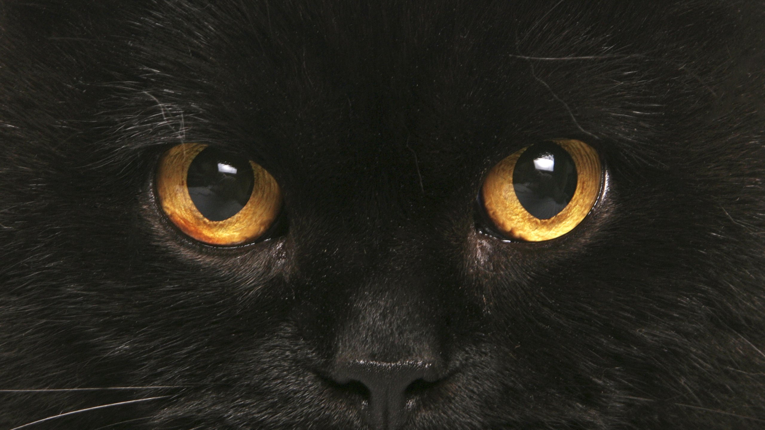 Черные глаза приметы. Чёрный кот. Кошачий глаз. Черный кот с желтыми глазами. Чёрные коты с жёлтыми глазами.