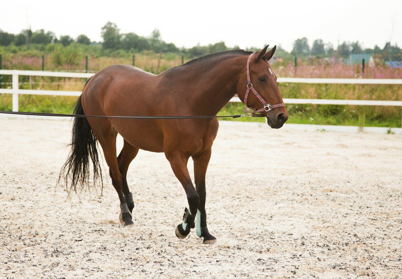 Рассмотрите фотографию коричневой лошади с черными. Бельгийский тяжеловоз брабансон. Лошадь фото. Картинки лошадей. Полутяжеловозы жеребята.