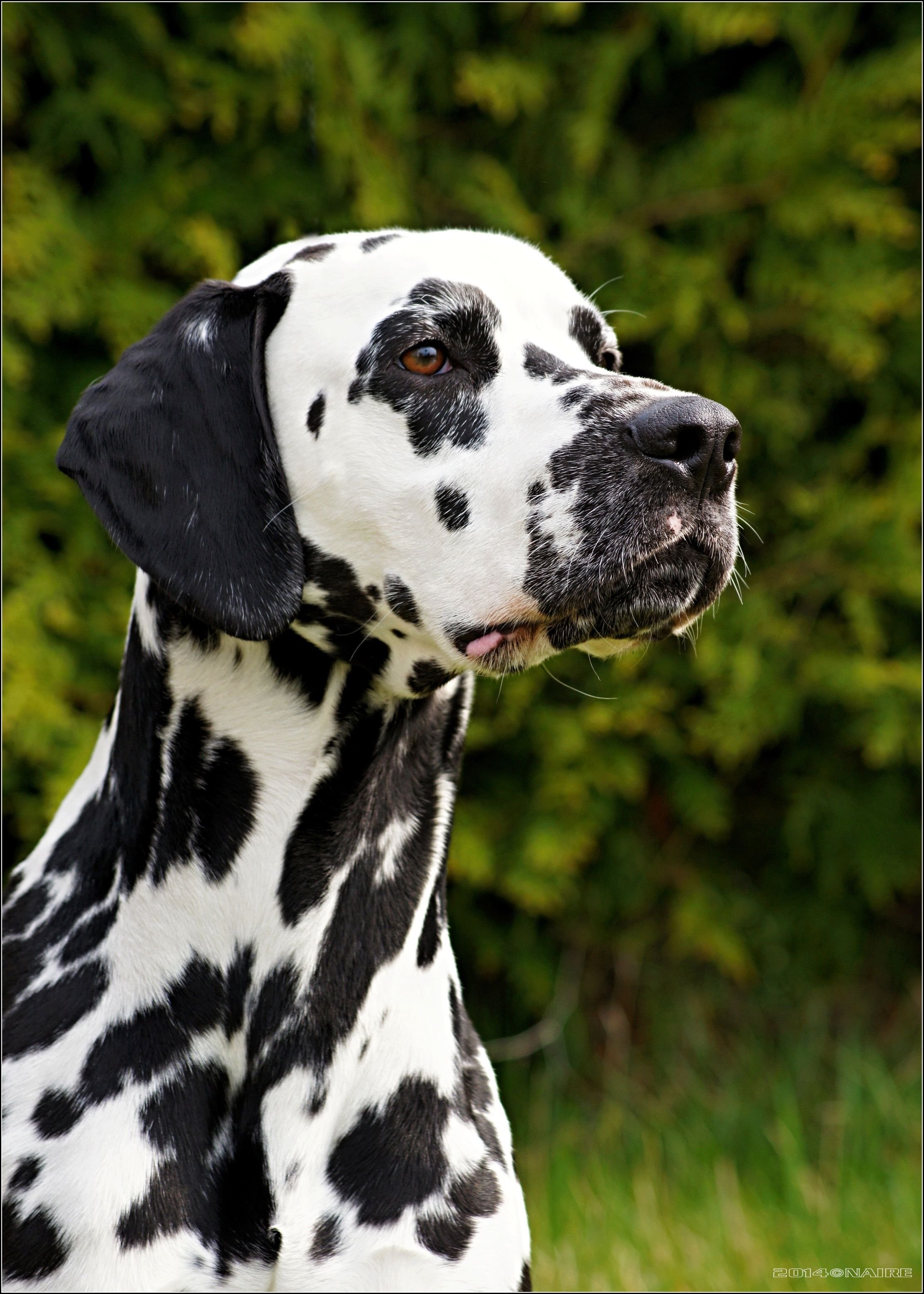 Рассмотрите фотографию собаки породы далматин. Порода Далматин. Собака далматинец. Далматин собака. Щенок дога и далматинец.