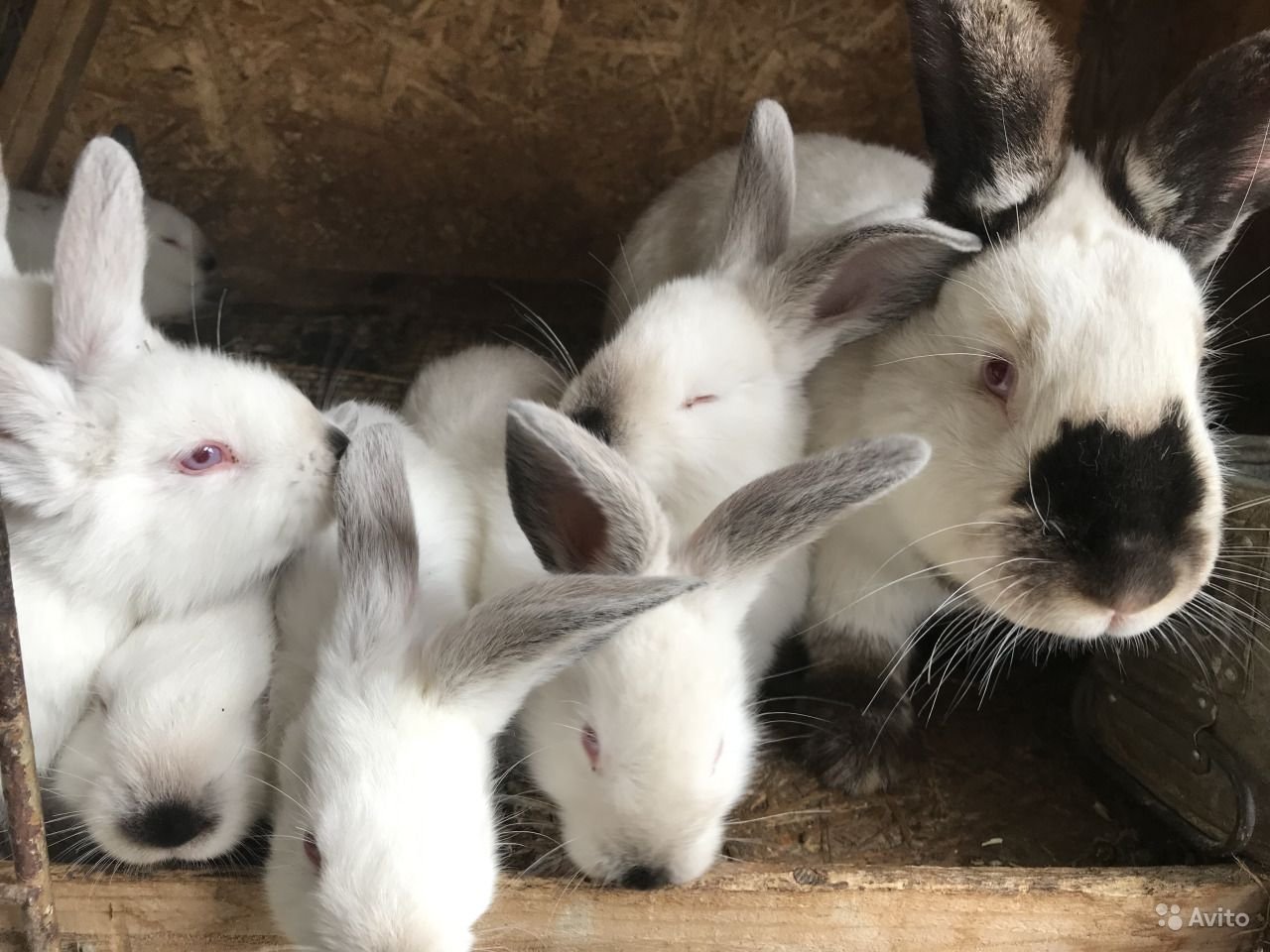В питомнике живет несколько кроликов разного