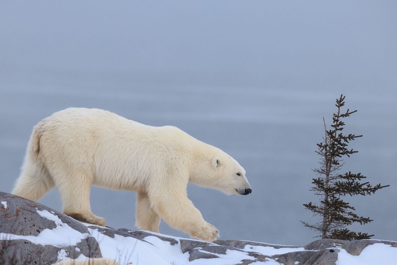 Белый вид. Белый медведь сбоку. Полярный медведь сбоку. Аляскинский белый Гризли. Арктический медведь сбоку.